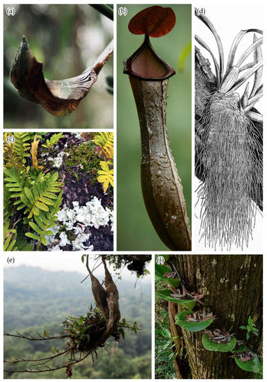 PDF) Vascular epiphytic community along elevational zone in sub-tropical  forest ecosystem