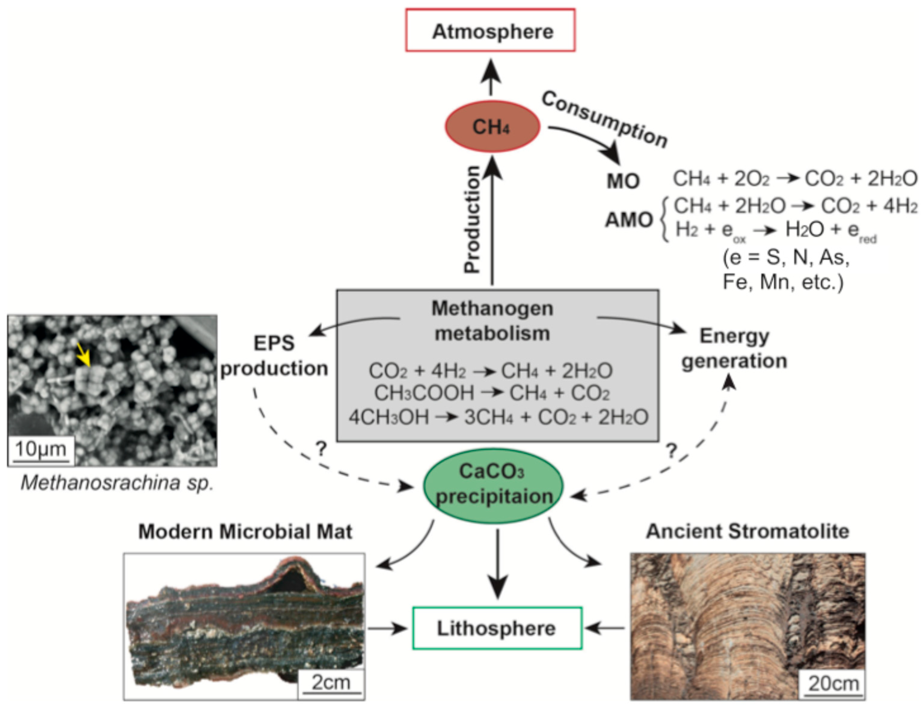Methanogens Through Time and Space: Impact on Earth’s Planetary ...