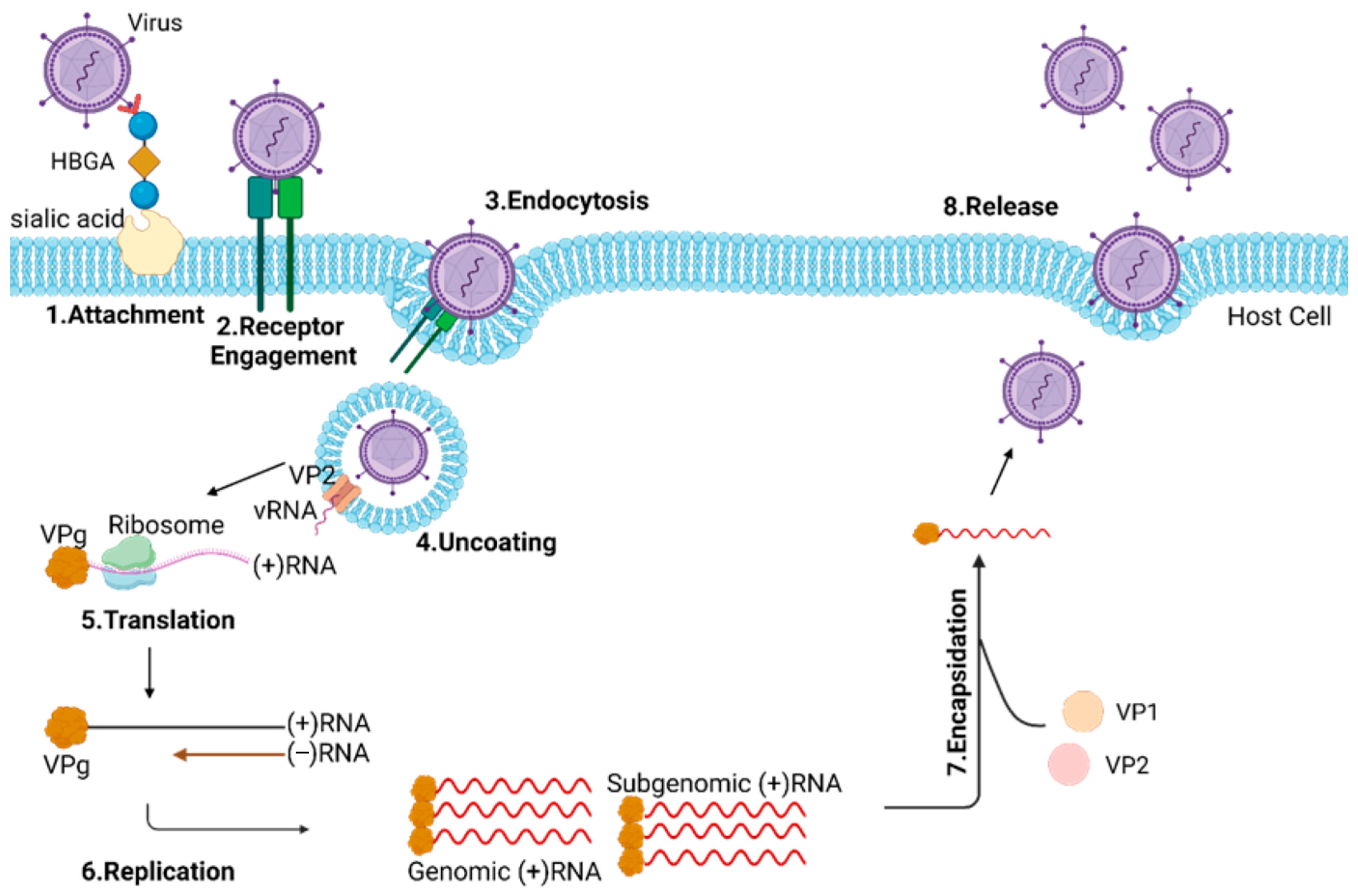 Decoding Norovirus Biology: Insights into Epidemiology, Structural ...