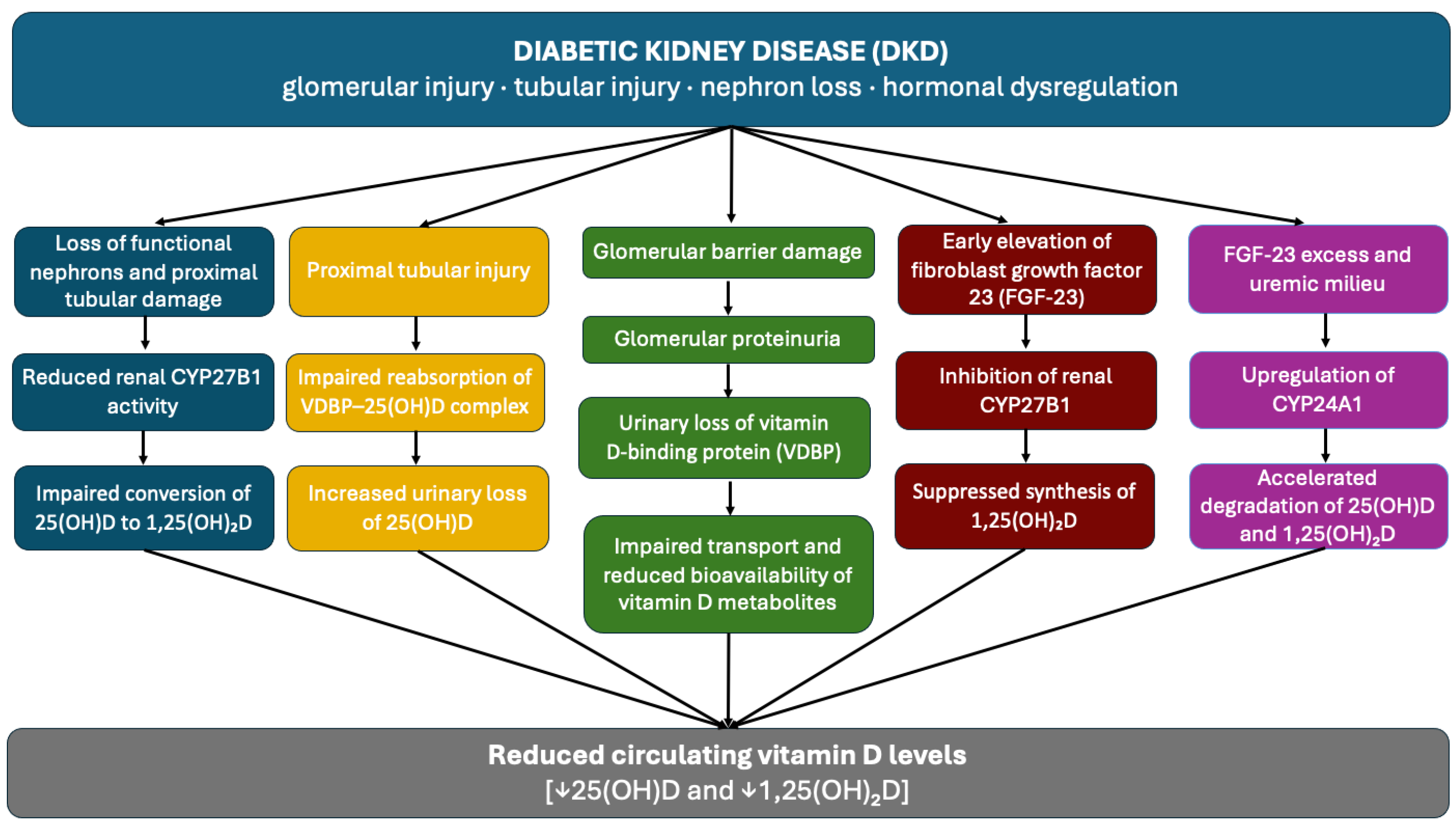 The Vicious Cycle of Diabetic Kidney Disease, Vitamin D Deficiency, and ...