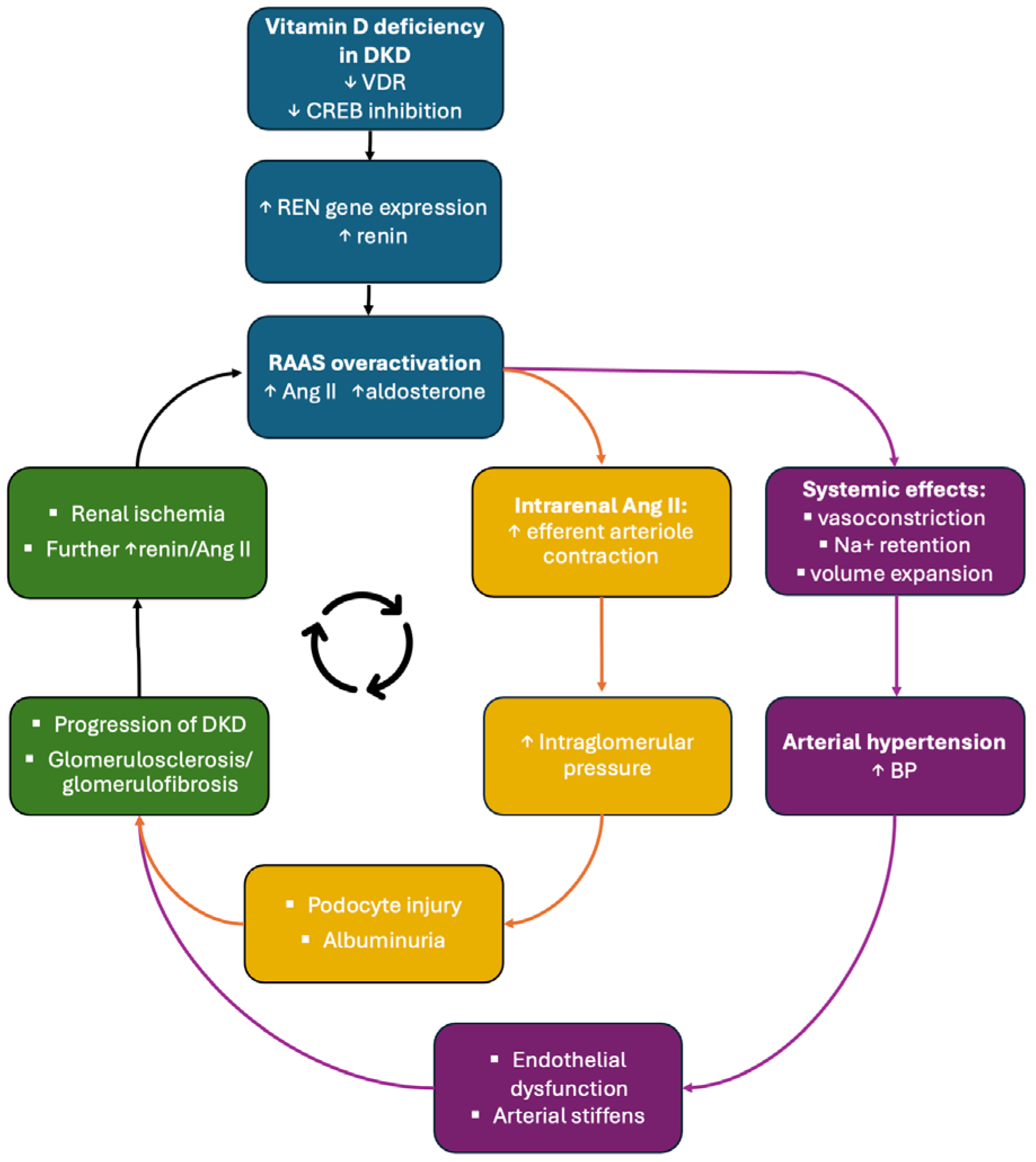 The Vicious Cycle of Diabetic Kidney Disease, Vitamin D Deficiency, and ...