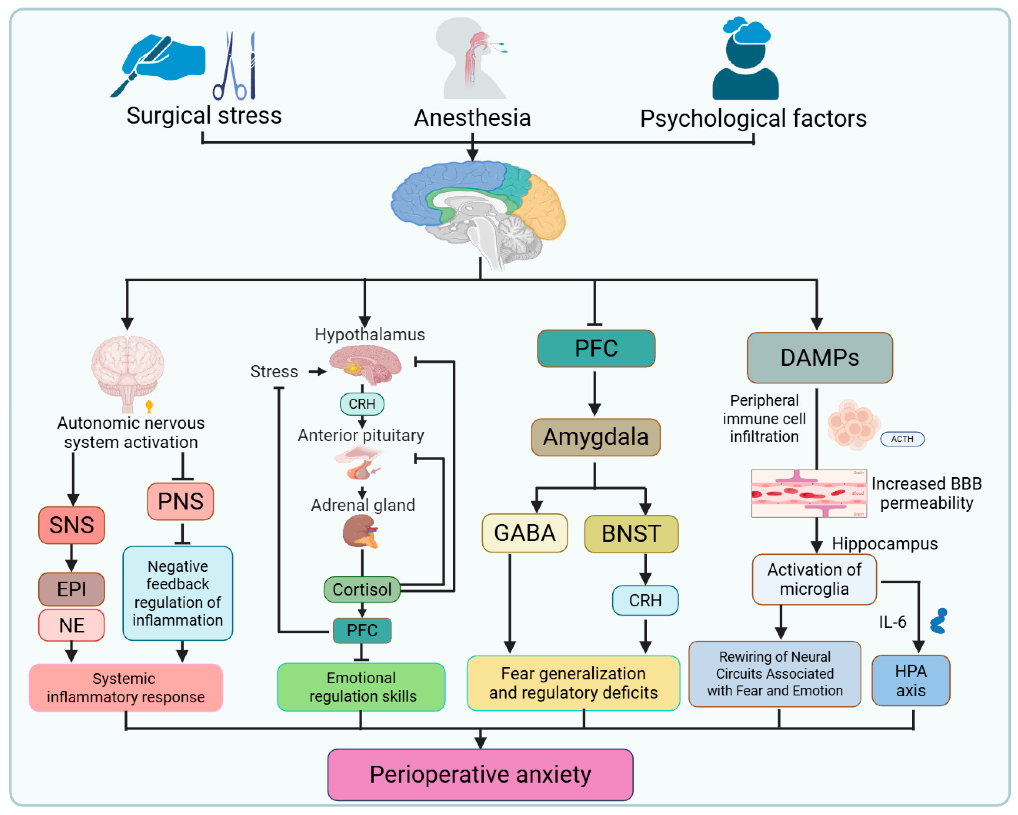 Perioperative Anxiety in Adults: A Narrative Review of Pathophysiology ...