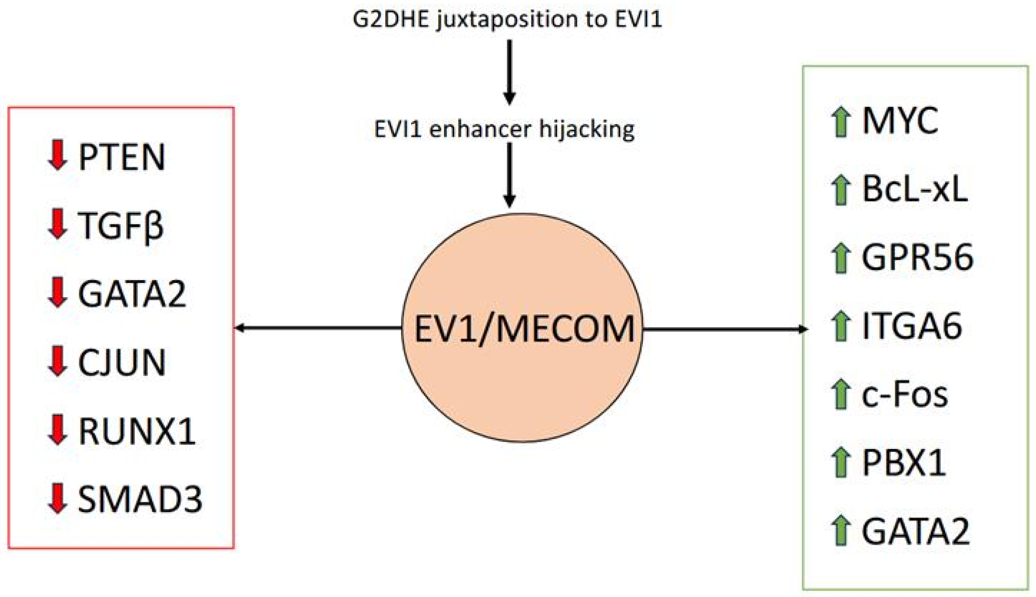 MECOM-Rearranged Acute Myeloid Leukemia: Pathobiology and