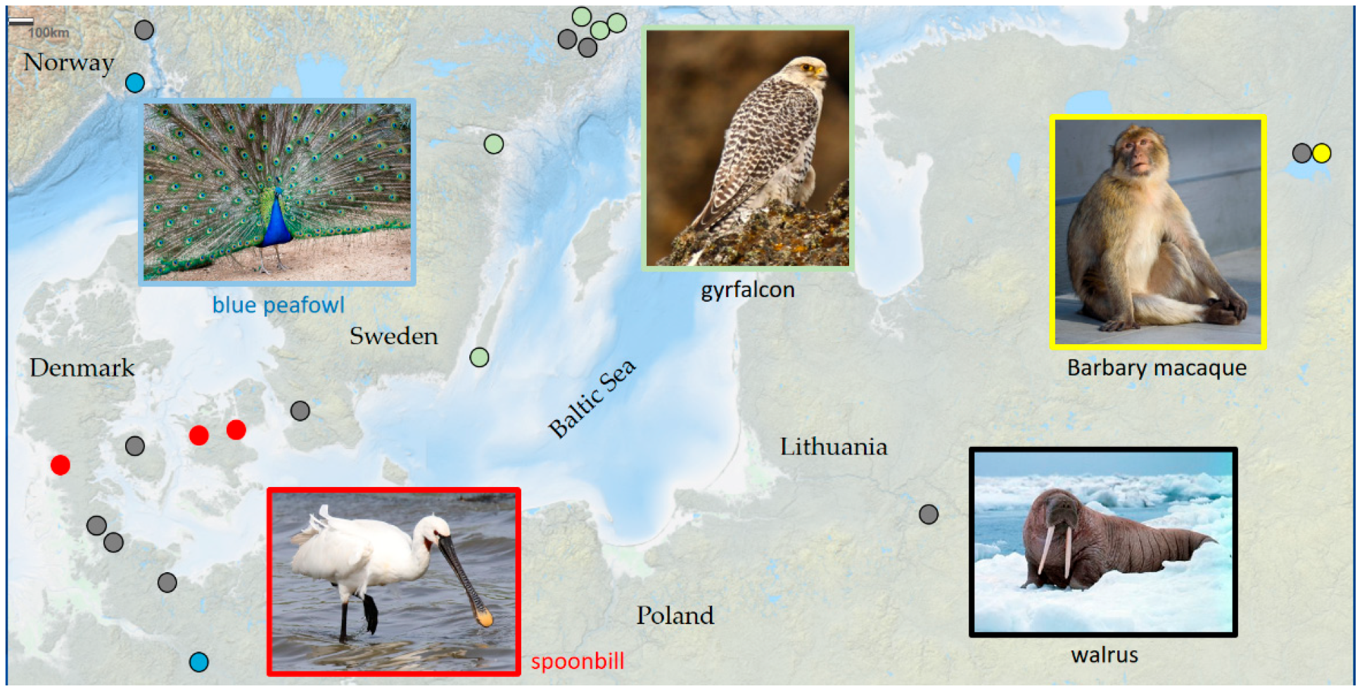 Heritage | Free Full-Text | What about Exotic Species? Significance of  Remains of Strange and Alien Animals in the Baltic Sea Region, Focusing on  the Period from the Viking Age to High