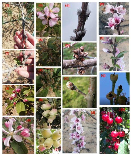 Effect of spraying bloom thinning formulation (BTF) on mango trees. BTF