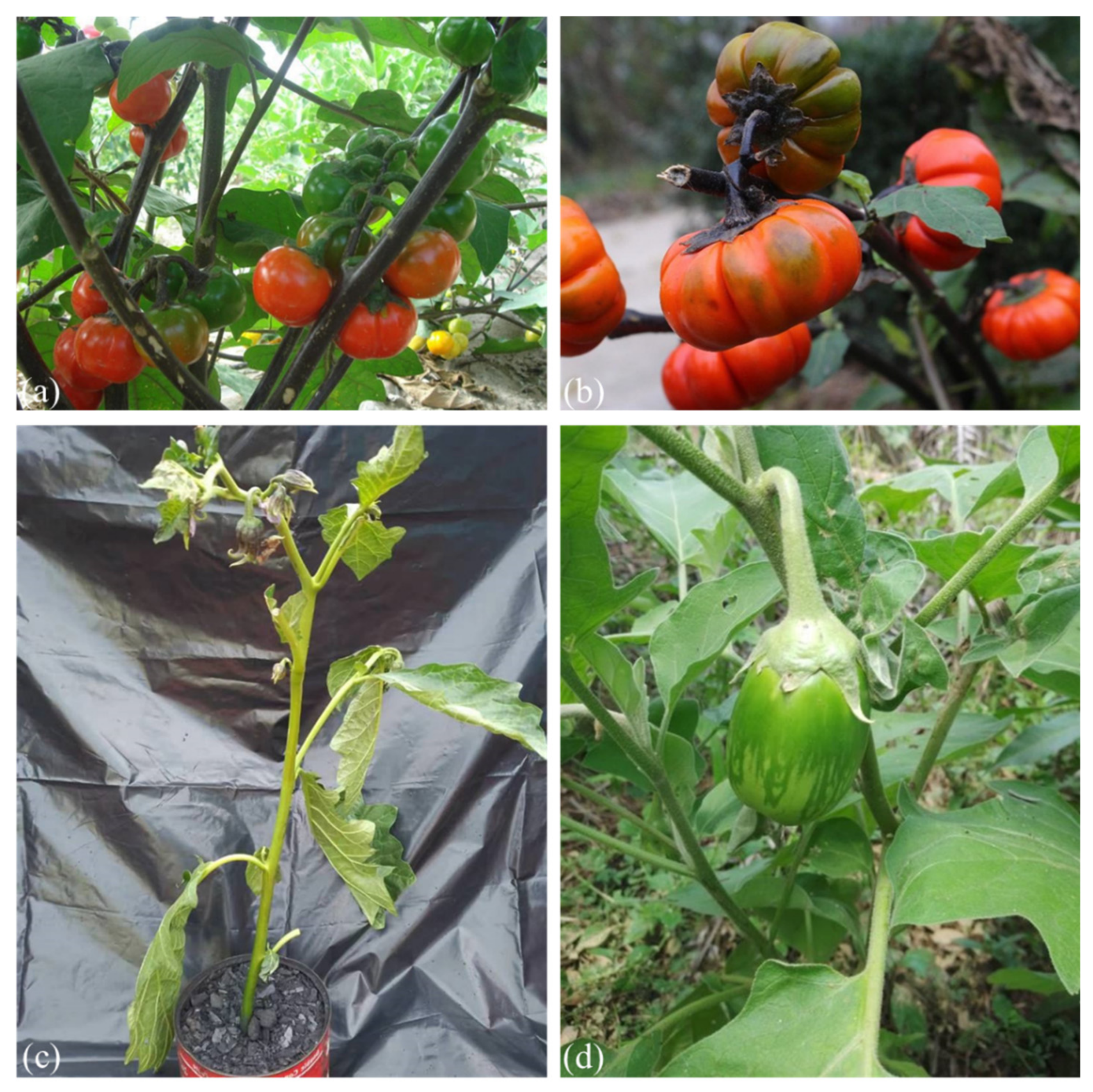 25 TURKISH ORANGE EGGPLANT Scarlet Solanum Aethiopicum Fruit