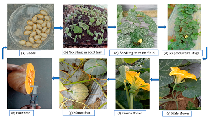 Horticulturae | Free Full-Text | Pumpkin (Cucurbita spp.): A Crop to  Mitigate Food and Nutritional Challenges