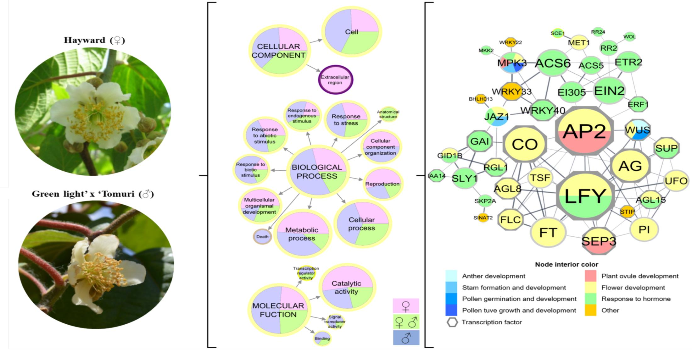 Horticulturae | Free Full-Text | Transcriptomic Analysis of Sex-Associated  DEGs in Female and Male Flowers of Kiwifruit (Actinidia deliciosa [A. Chev]  C. F. Liang & A. R. Ferguson)
