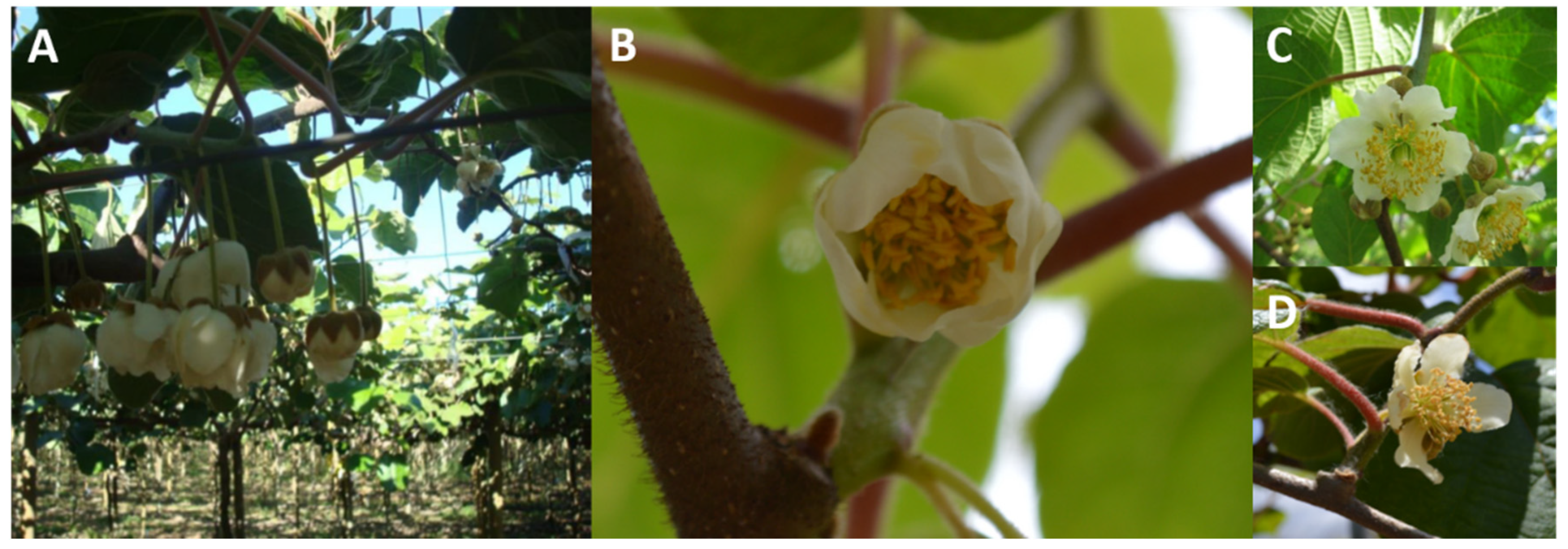 3263px x 1143px - Horticulturae | Free Full-Text | Transcriptomic Analysis of Sex-Associated  DEGs in Female and Male Flowers of Kiwifruit (Actinidia deliciosa [A. Chev]  C. F. Liang & A. R. Ferguson)