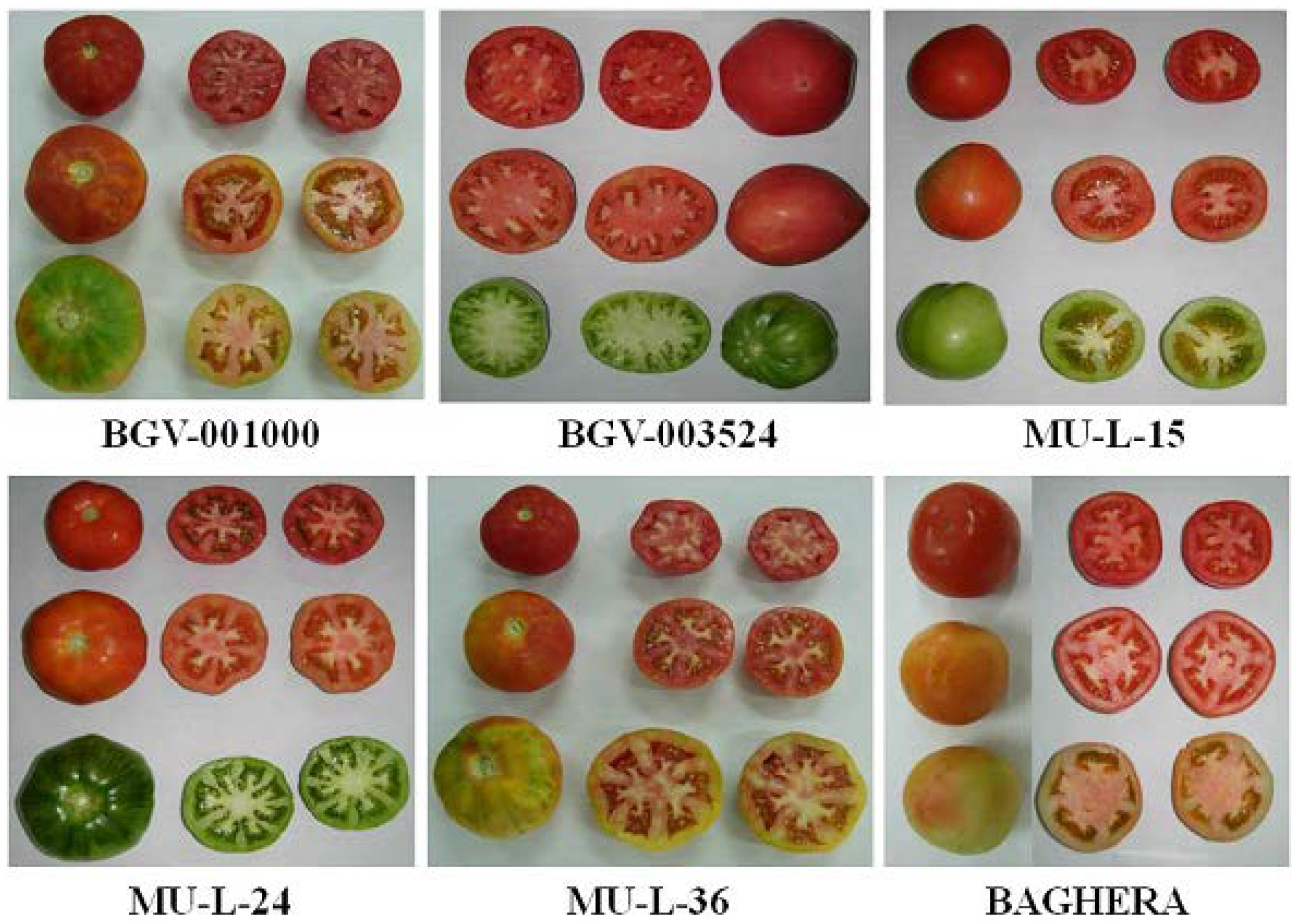 Tomato Growing Stages
