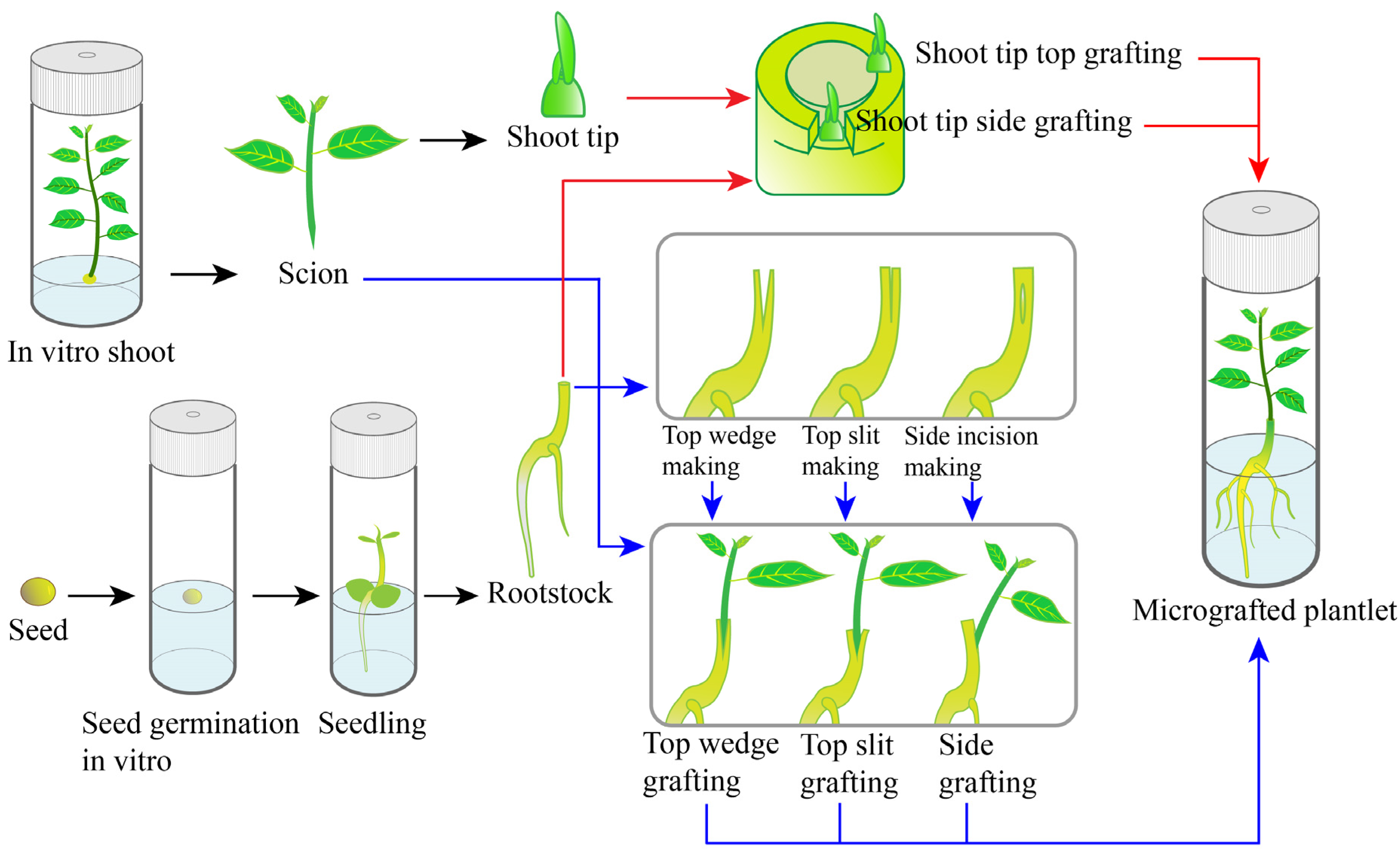 Horticulturae Free Full Text In Vitro Micrografting Of 