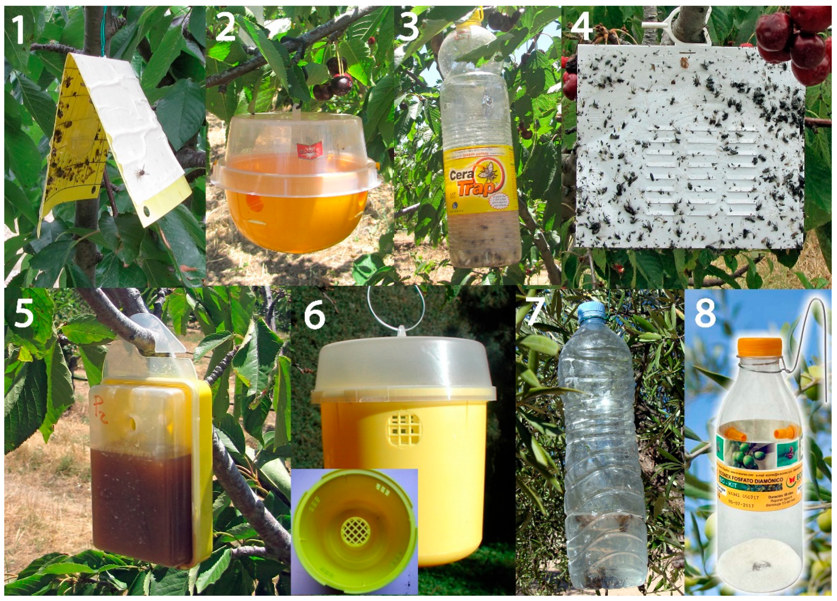 Invite Fruit Fly Traps with Invite Liquid Lure