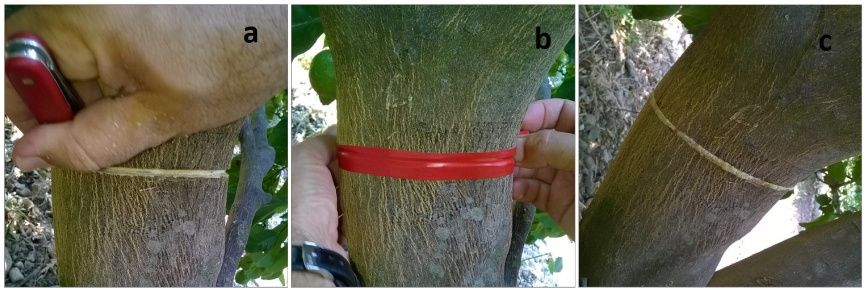 Collar Rot and Alternaria Stem Canker of Tomato | NC State Extension  Publications