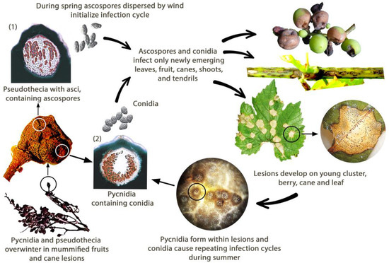 https://pub.mdpi-res.com/horticulturae/horticulturae-09-00130/article_deploy/html/images/horticulturae-09-00130-g001-550.jpg?1675908250