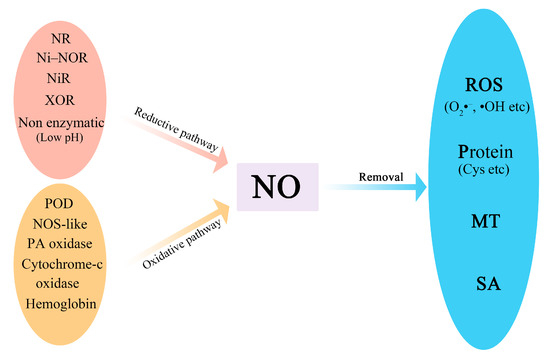 Nitric Oxide Is Essential to Keep the Postharvest Quality of Fruits and ...