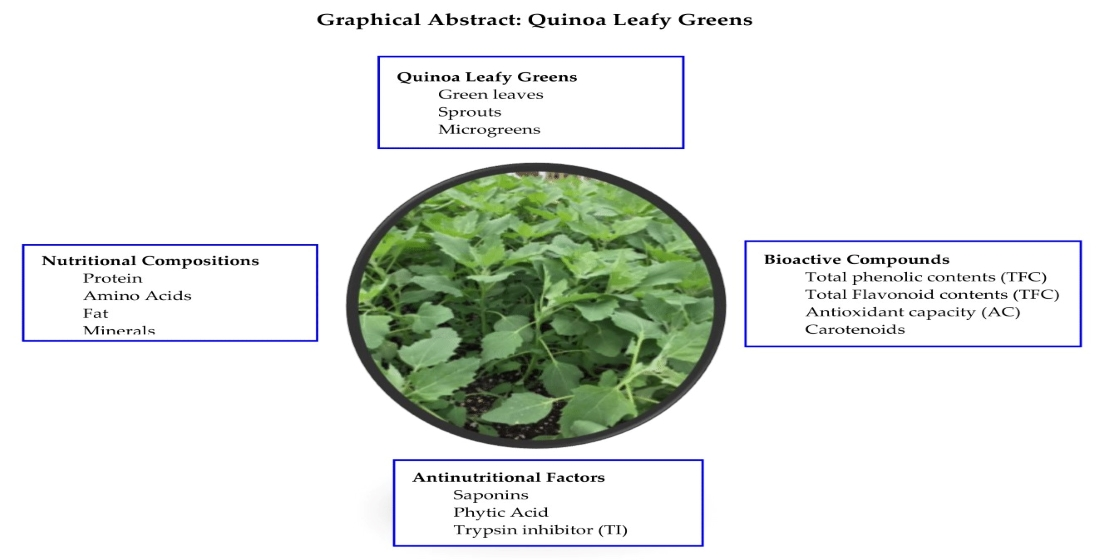 Horticulturae | Free Full-Text | Production of Quinoa Leafy Greens