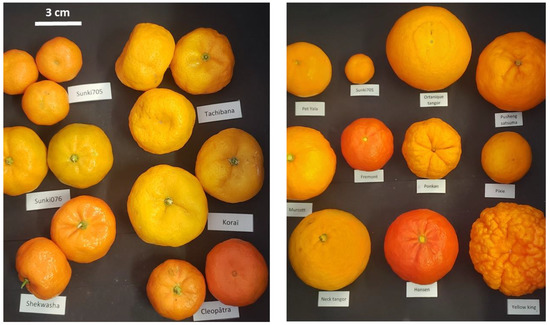 Doterra Green Mandarin Citrus Nobilis - Size 15 mL, Men's
