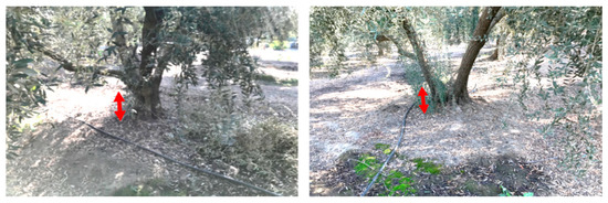 Simultaneous Trunk and Canopy Shaking Improves Table Olive Harvester ...