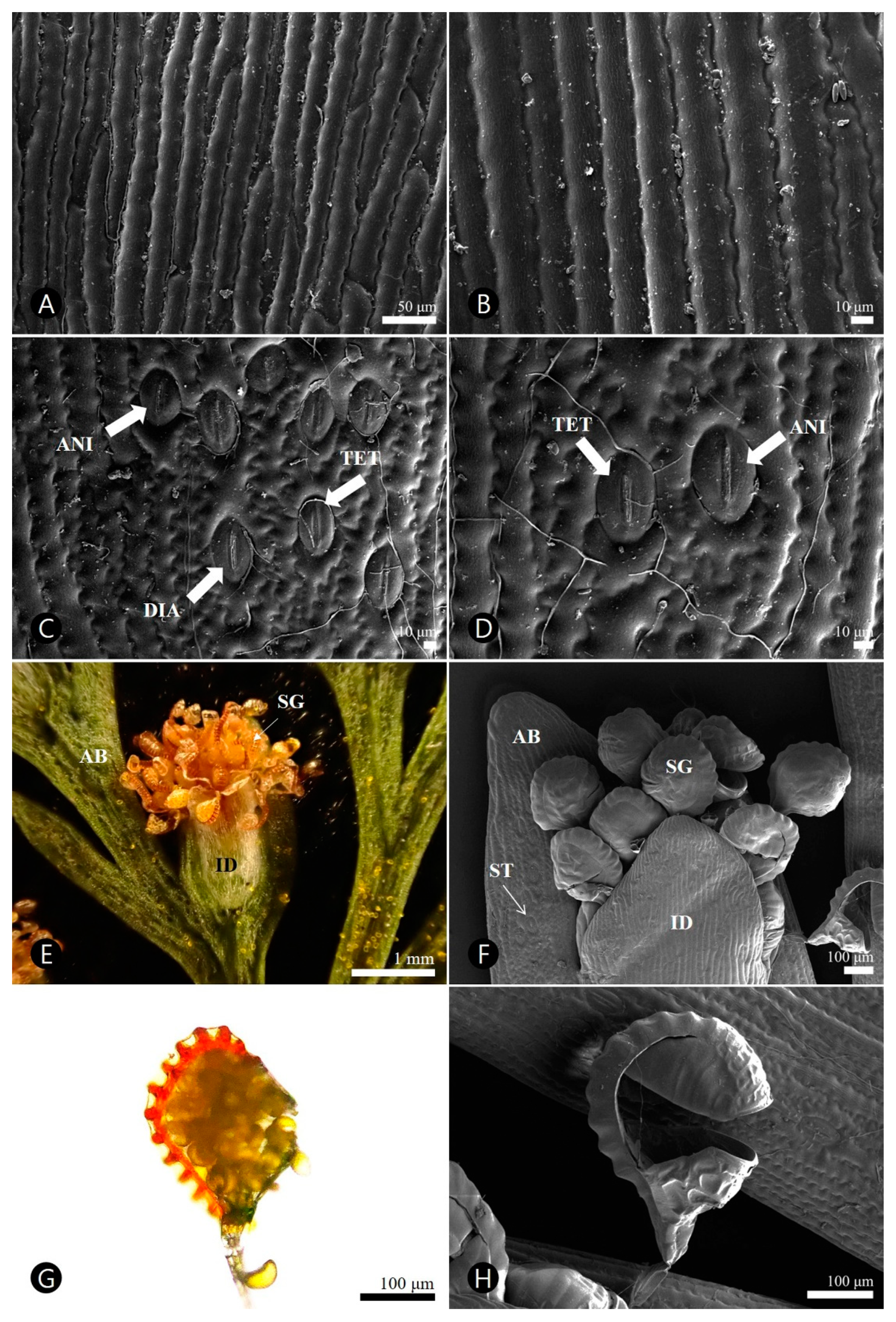 PDF) Micro-morphological characters in Polypodiaceae and its taxonomic  significance