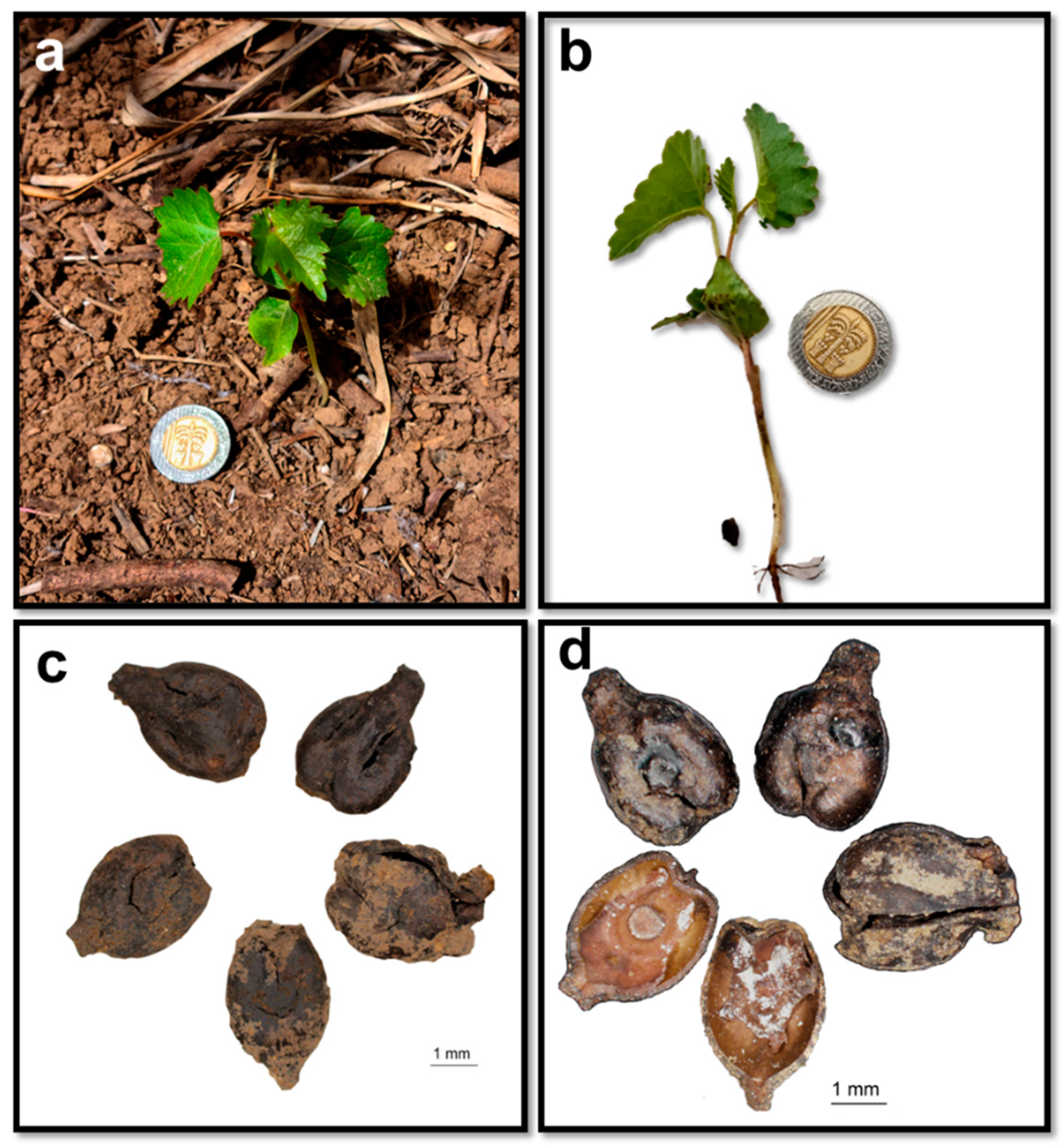 Wild Grapevine Vitis Vinifera L Subsp Sylvestris C C Gmelin Hegi Wild Grapevine Vitis Vinifera L Subsp Sylvestris C C Gmelin Hegi