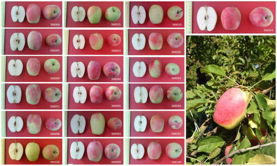 Horticulturae | Free Full-Text | Fruit Quality Parameters, Sugars ...