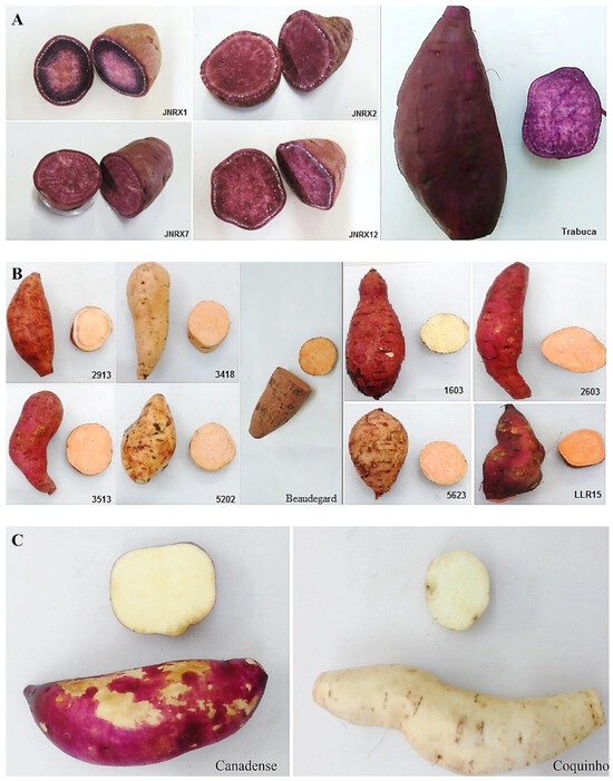 https://pub.mdpi-res.com/horticulturae/horticulturae-10-00018/article_deploy/html/images/horticulturae-10-00018-g001-550.jpg?1703851470