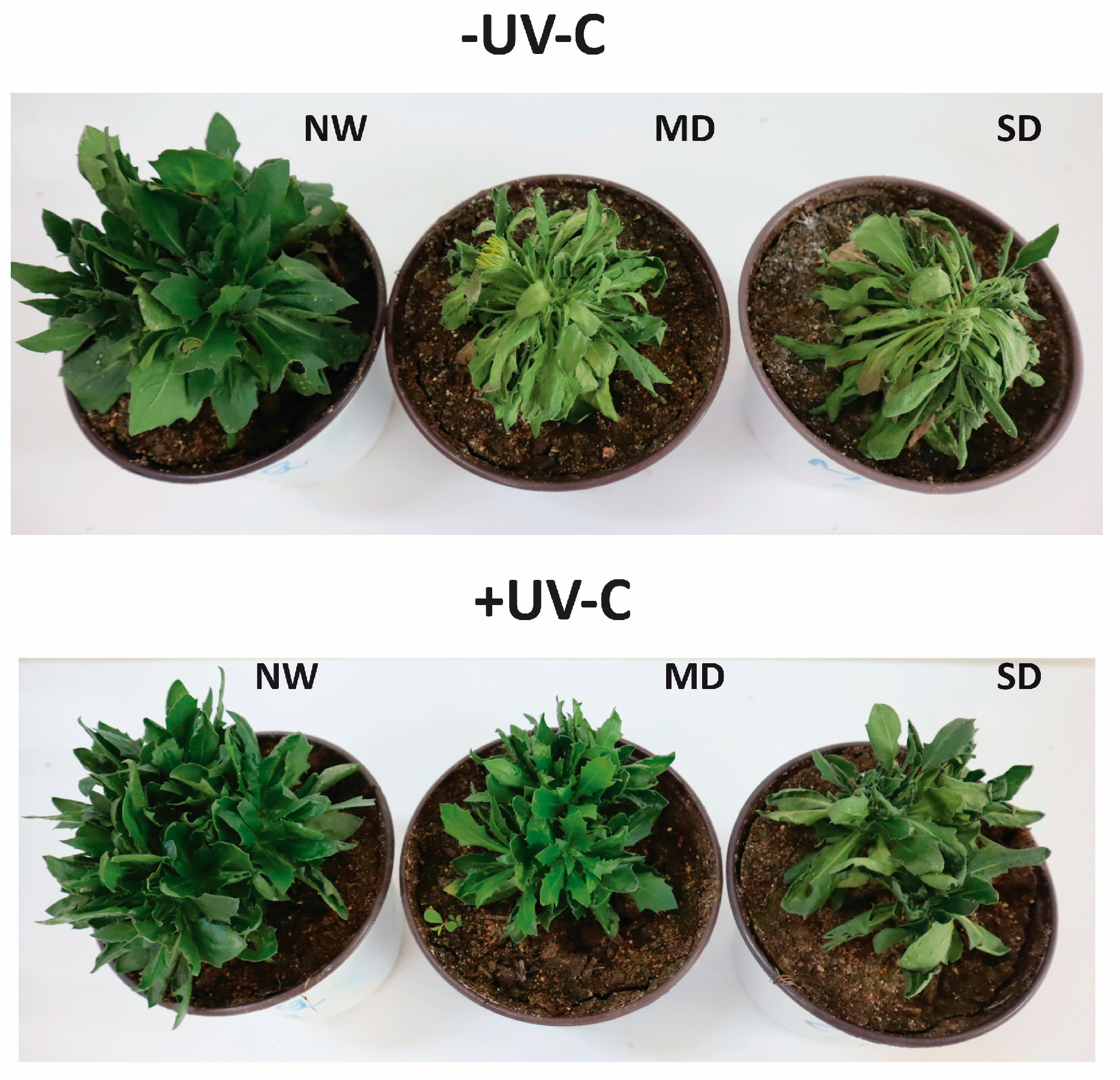 Horticulturae Free Full Text Improvement of Drought Resistance