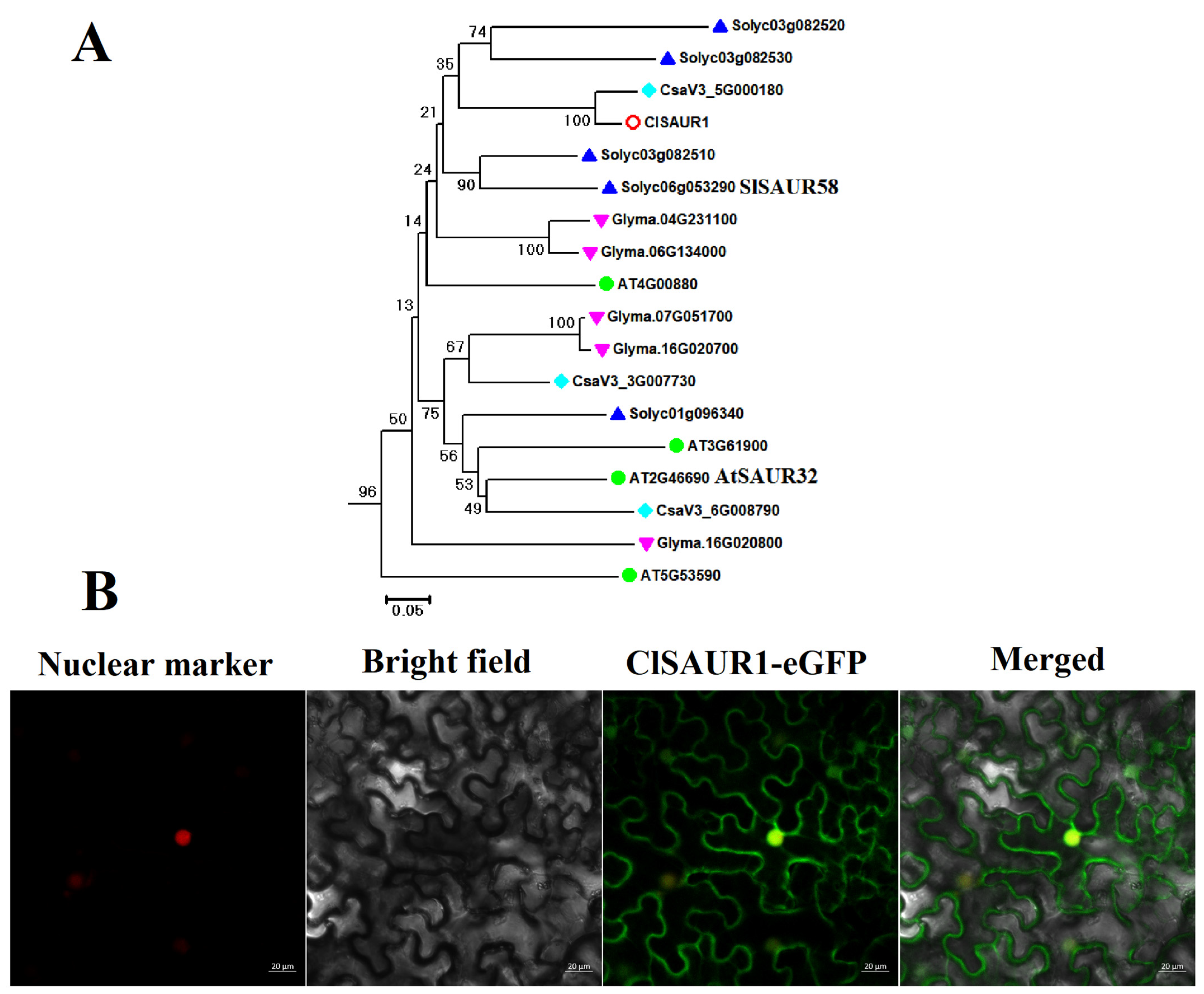 A SMALL AUXIN UP-REGULATED RNA Gene Isolated from Watermelon (ClSAUR1 ...