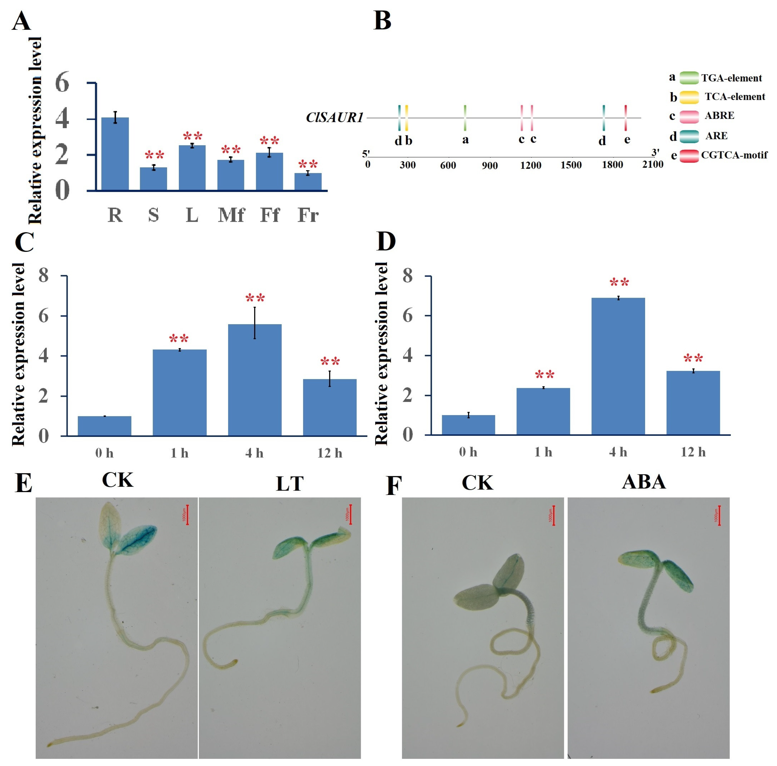 A Small Auxin Up-regulated Rna Gene Isolated From Watermelon (clsaur1 