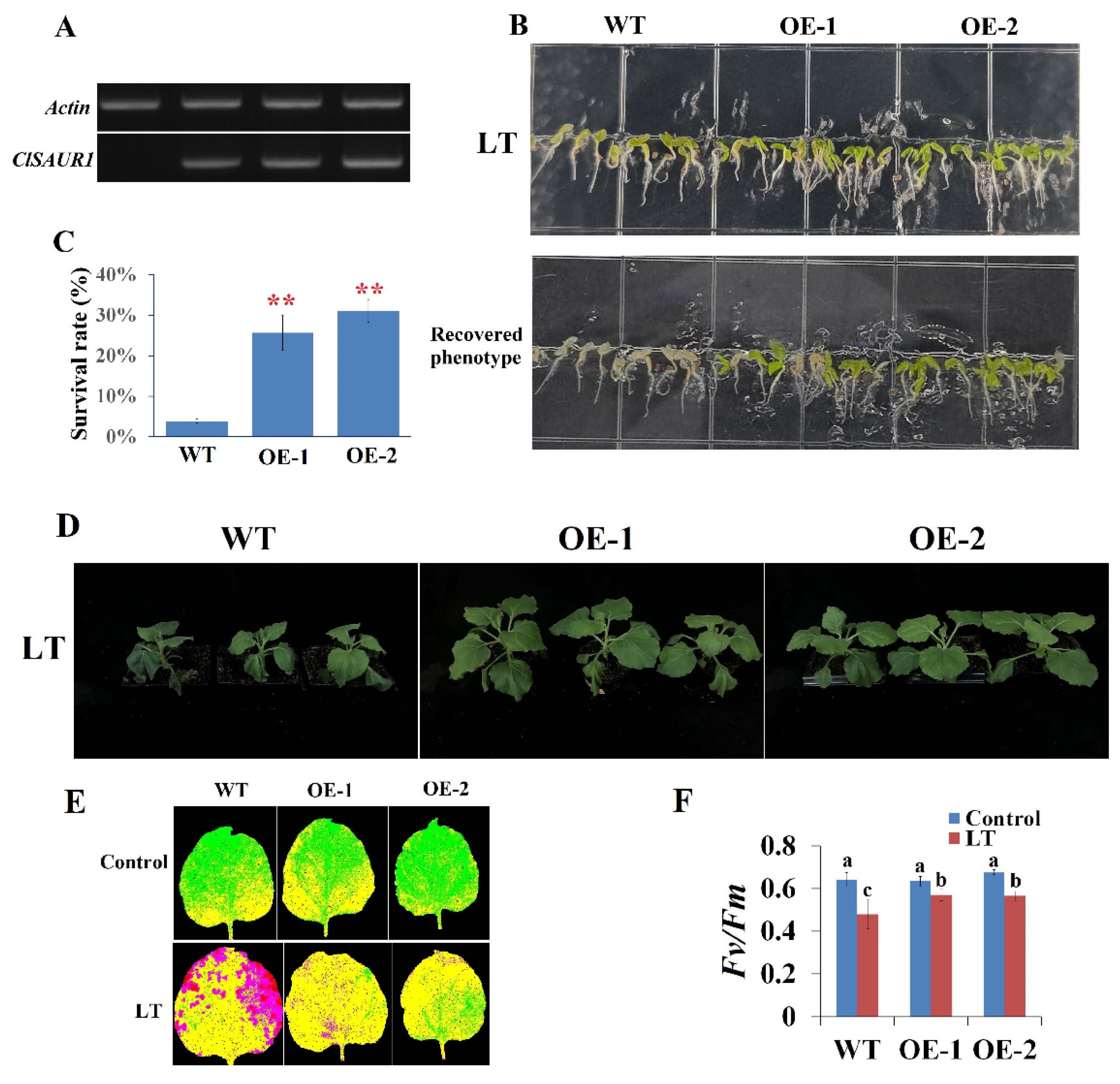 A SMALL AUXIN UP-REGULATED RNA Gene Isolated from Watermelon (ClSAUR1 ...