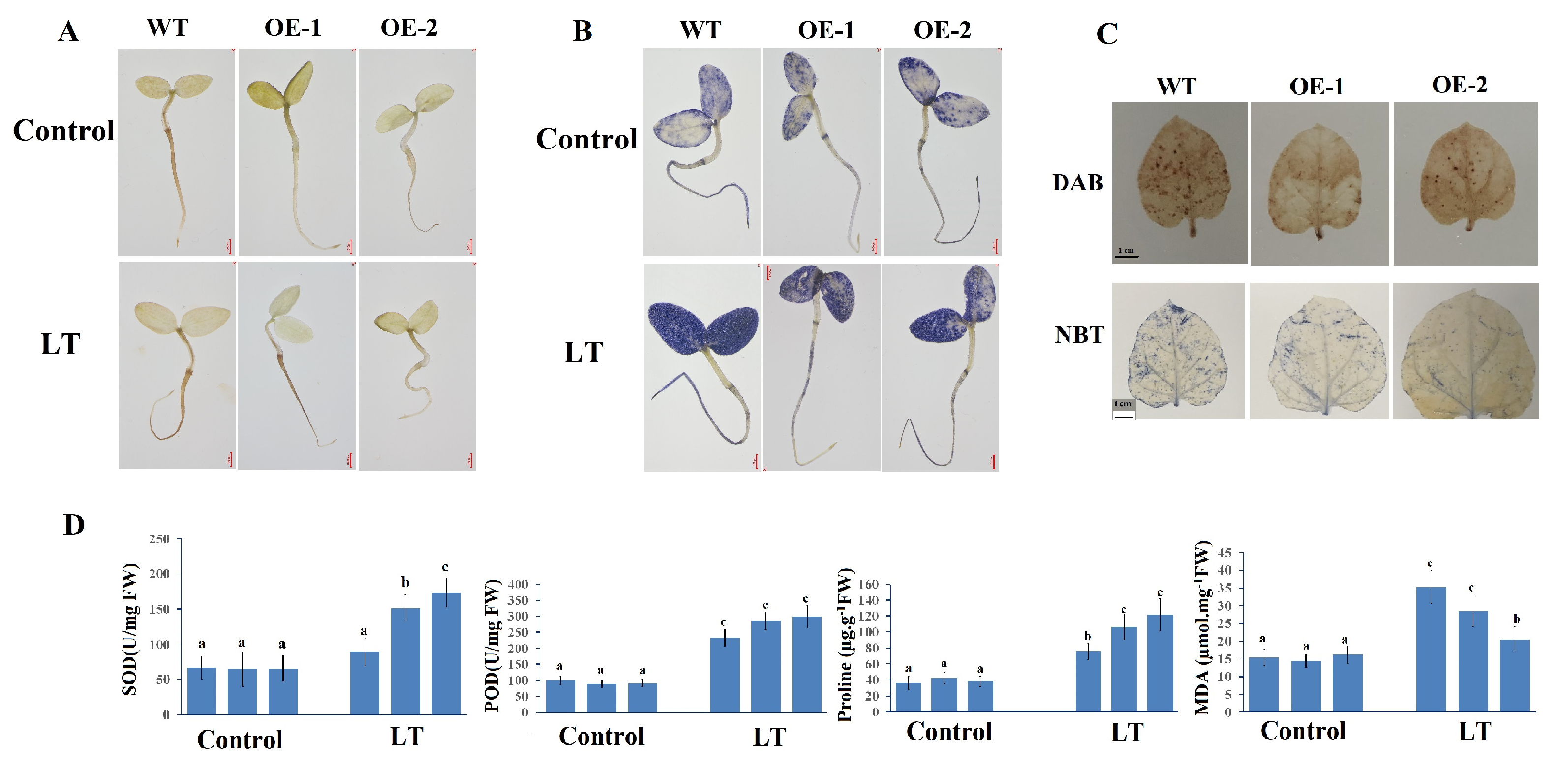 A SMALL AUXIN UP-REGULATED RNA Gene Isolated from Watermelon (ClSAUR1 ...