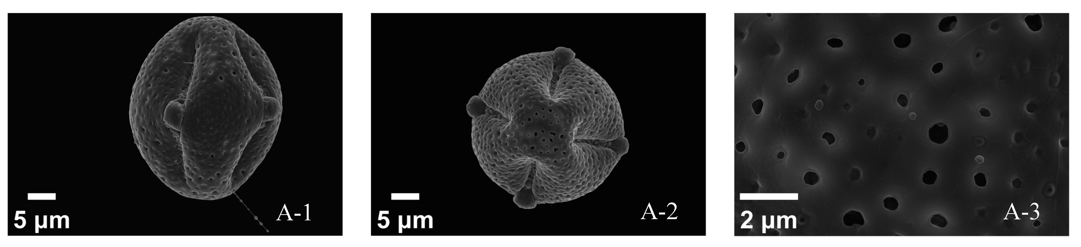 Pollen Clusters Analysis of the Pollen Morphology and Cluster of Different Pummelo ...