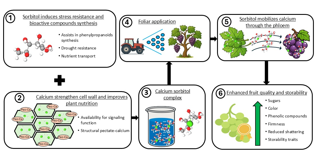 ソリューションとトータルソリューション Enhancing Calcium Transport in Table Grapes Using Sorbitol: A