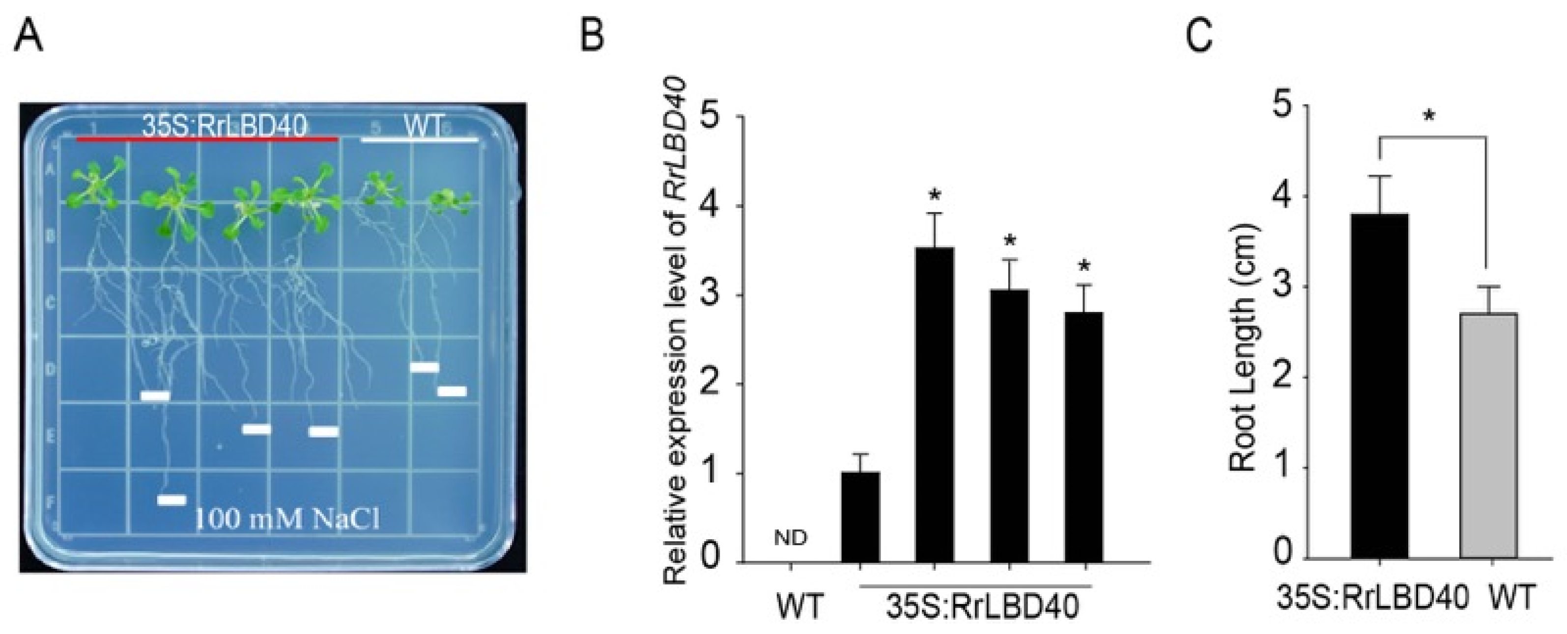 RrLBD40 Enhances Salt Tolerance in Rosa rugosa via Promoting Root ...