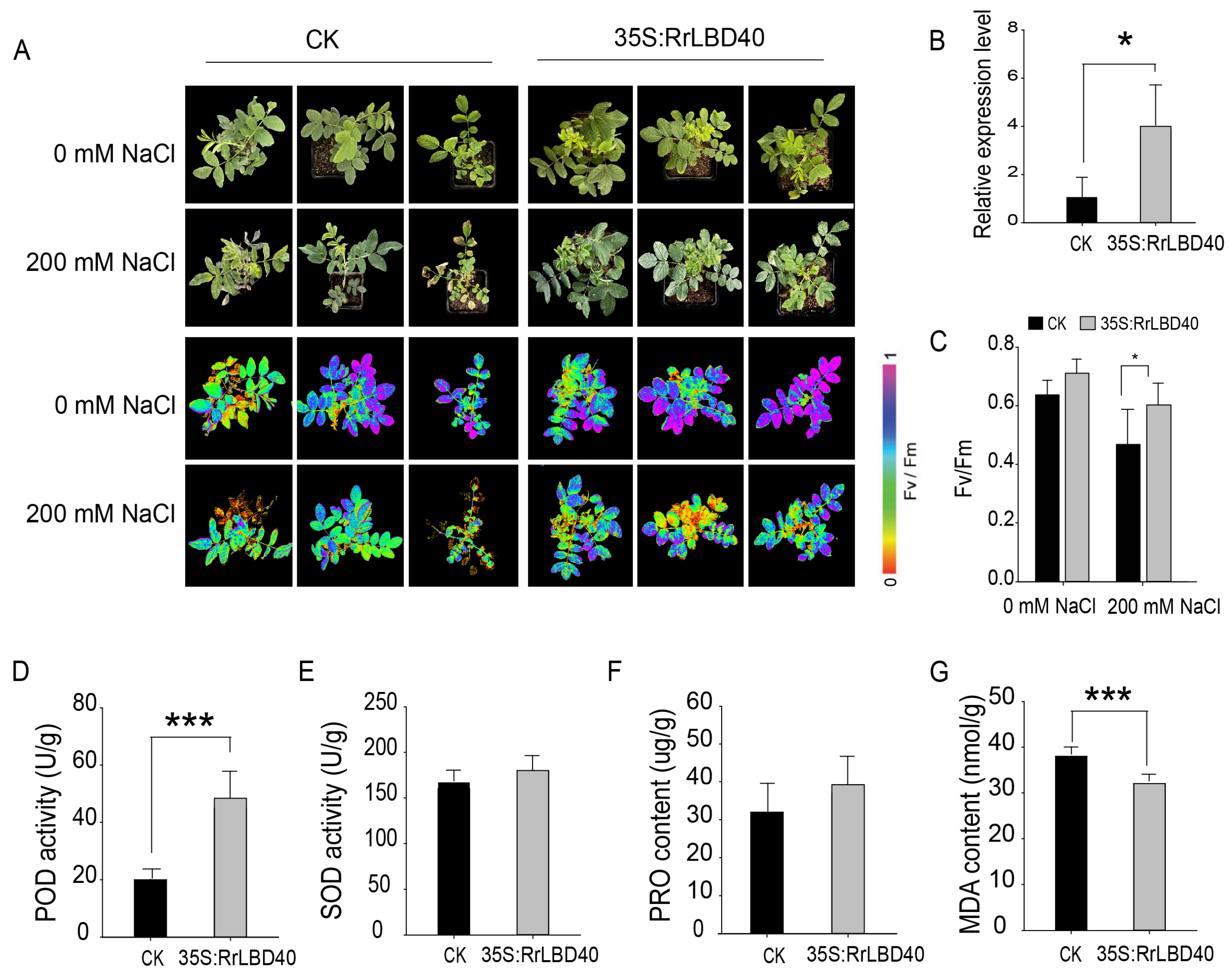 RrLBD40 Enhances Salt Tolerance in Rosa rugosa via Promoting Root ...