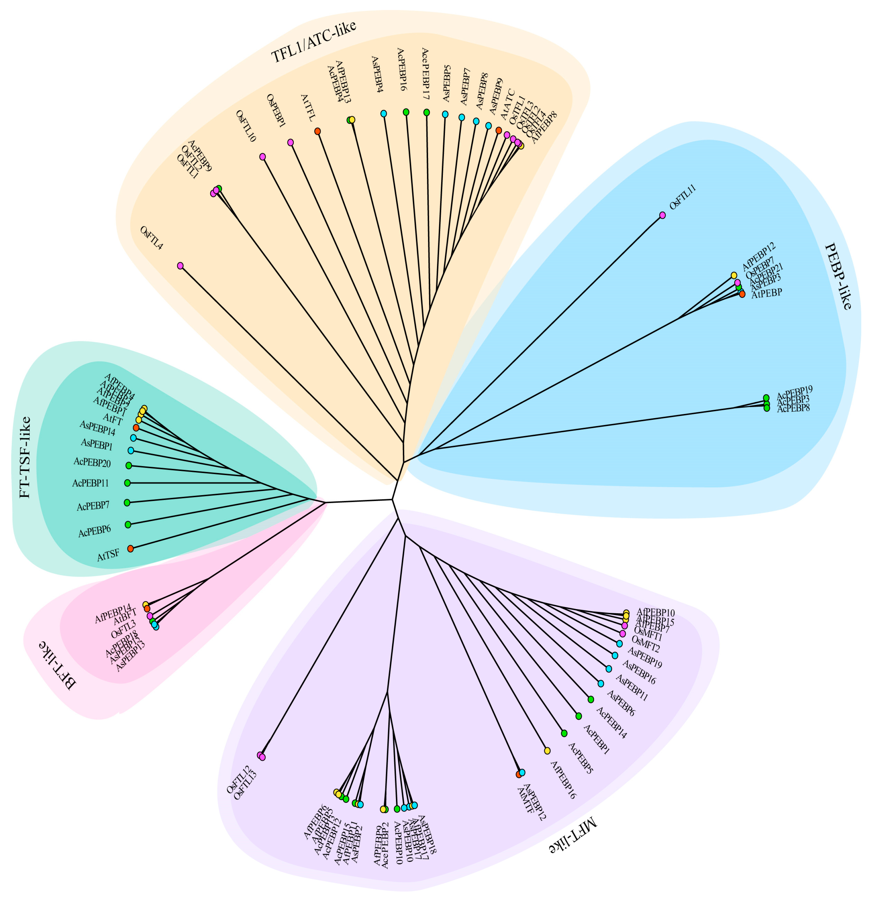 Comparative Genomic and Expression Analysis of the PEBP Gene Family in ...