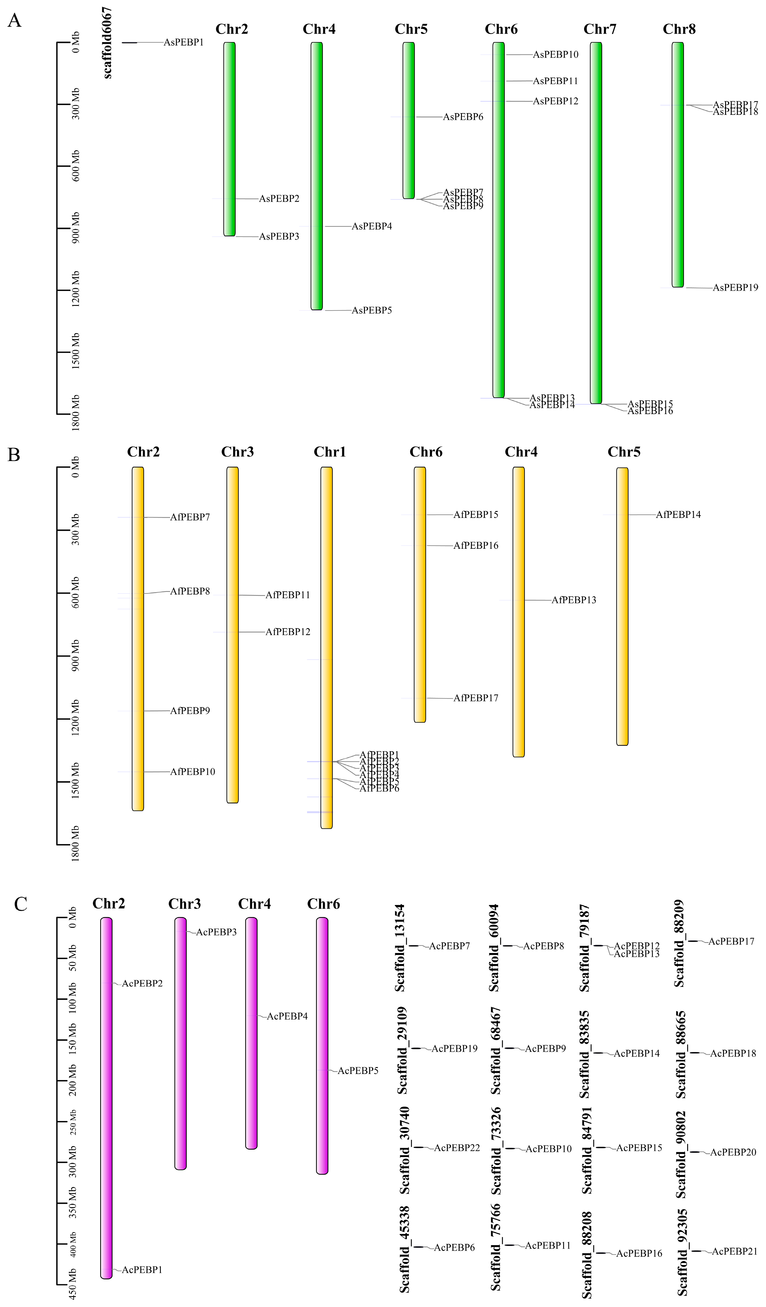 Comparative Genomic and Expression Analysis of the PEBP Gene Family in ...