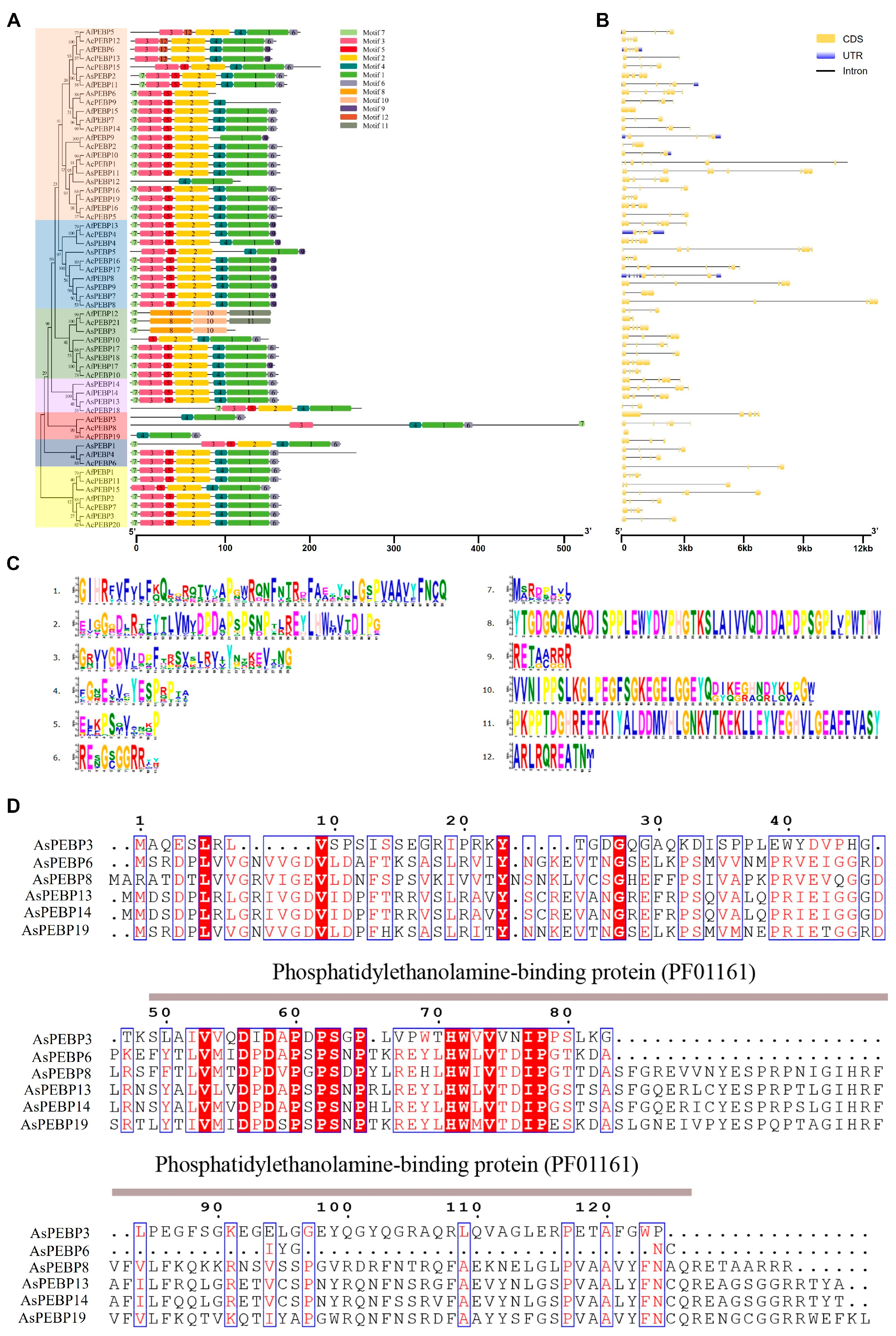 Comparative Genomic and Expression Analysis of the PEBP Gene Family in ...