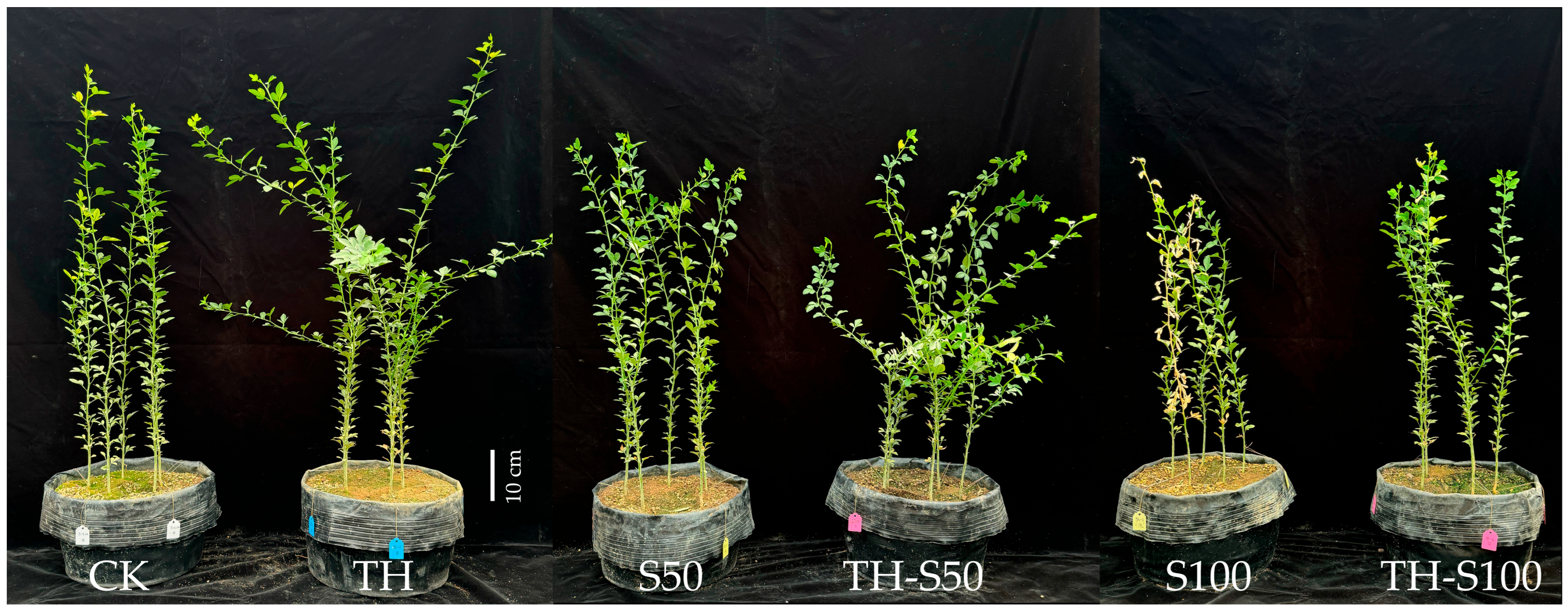 The Effects of Trichoderma harzianum Inoculation on the Growth ...