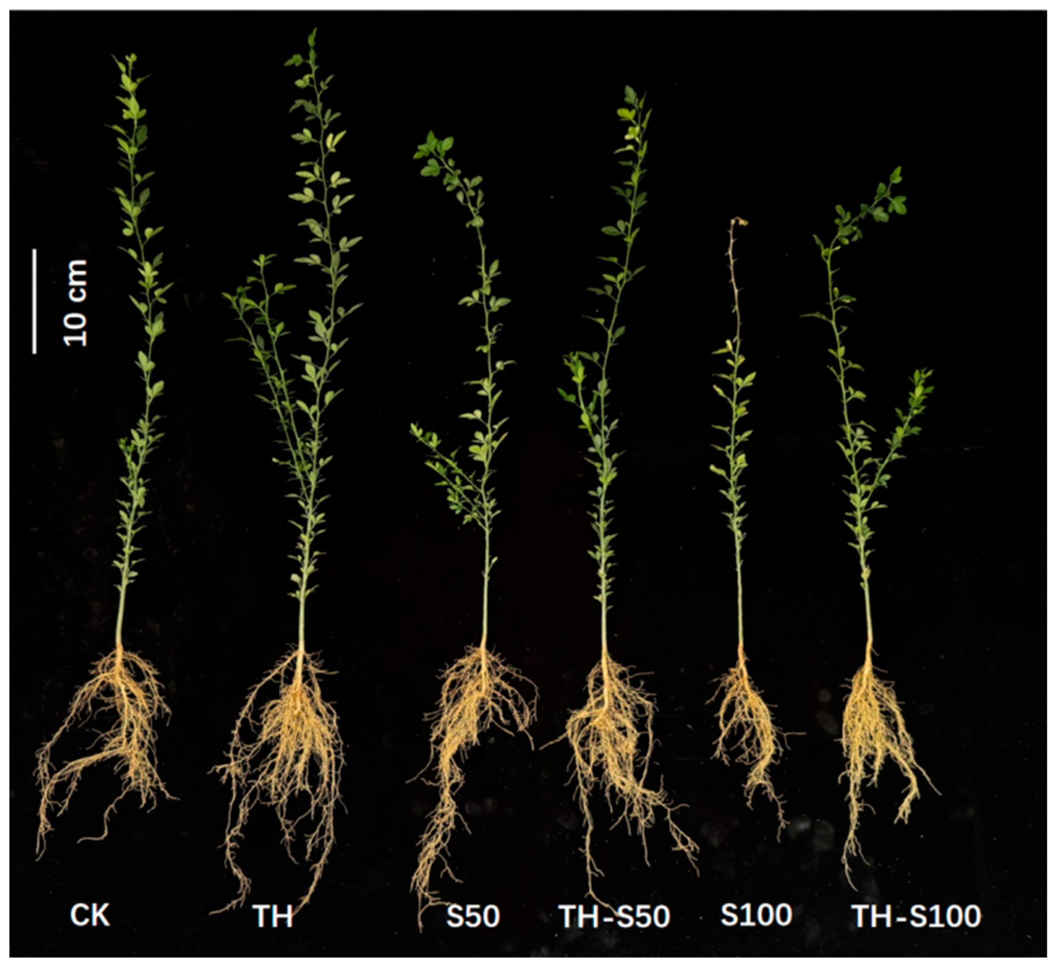 The Effects of Trichoderma harzianum Inoculation on the Growth ...