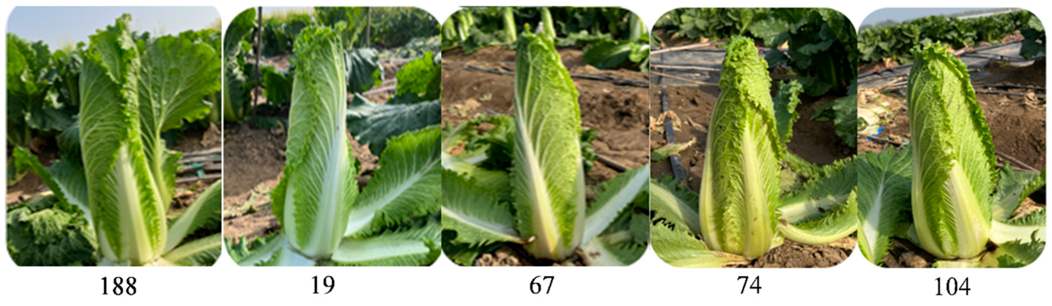 Rapid Development of Clubroot-Resistant Germplasm in Chinese Cabbage