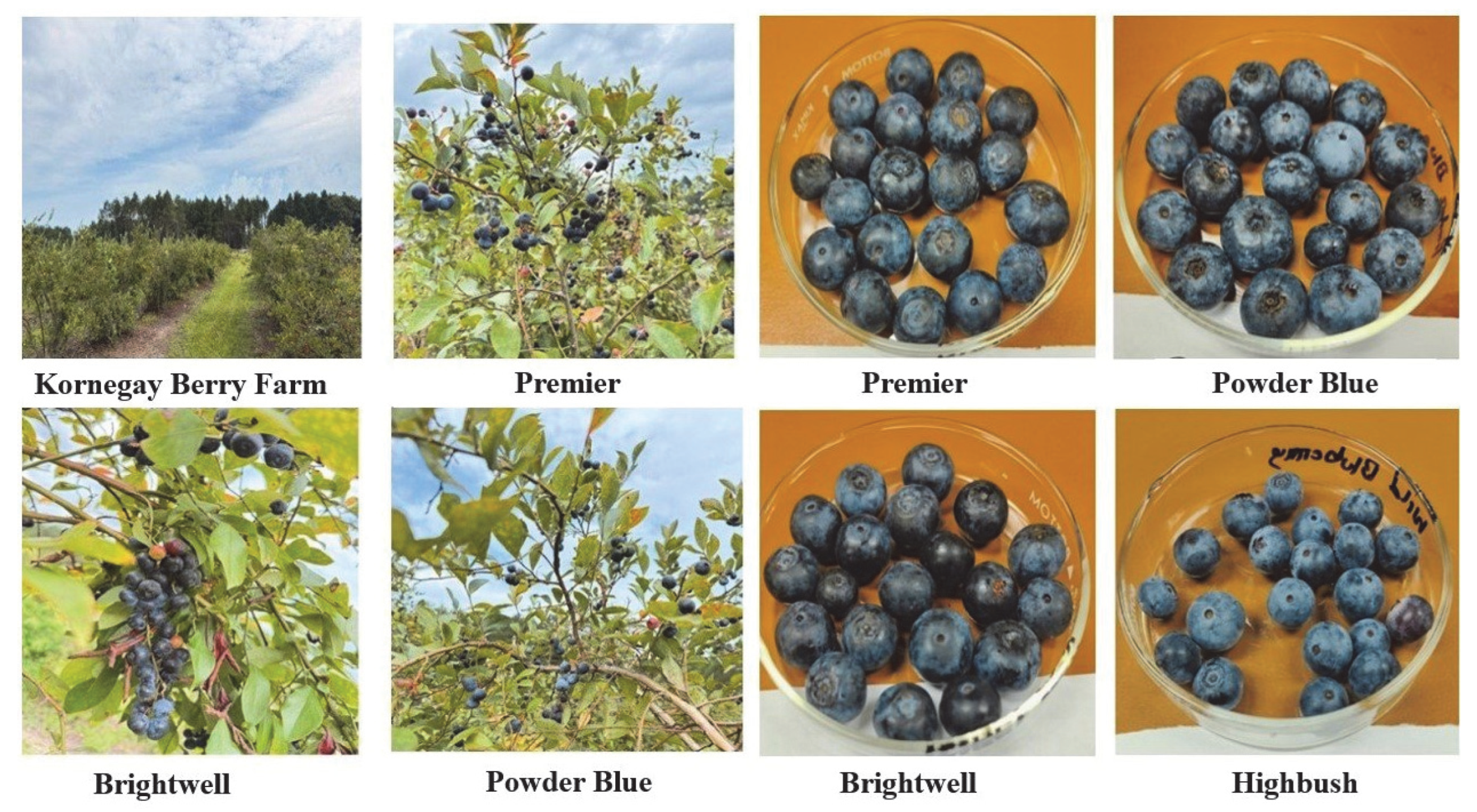 Phytochemical Characterization and Antioxidant Activity of Four ...