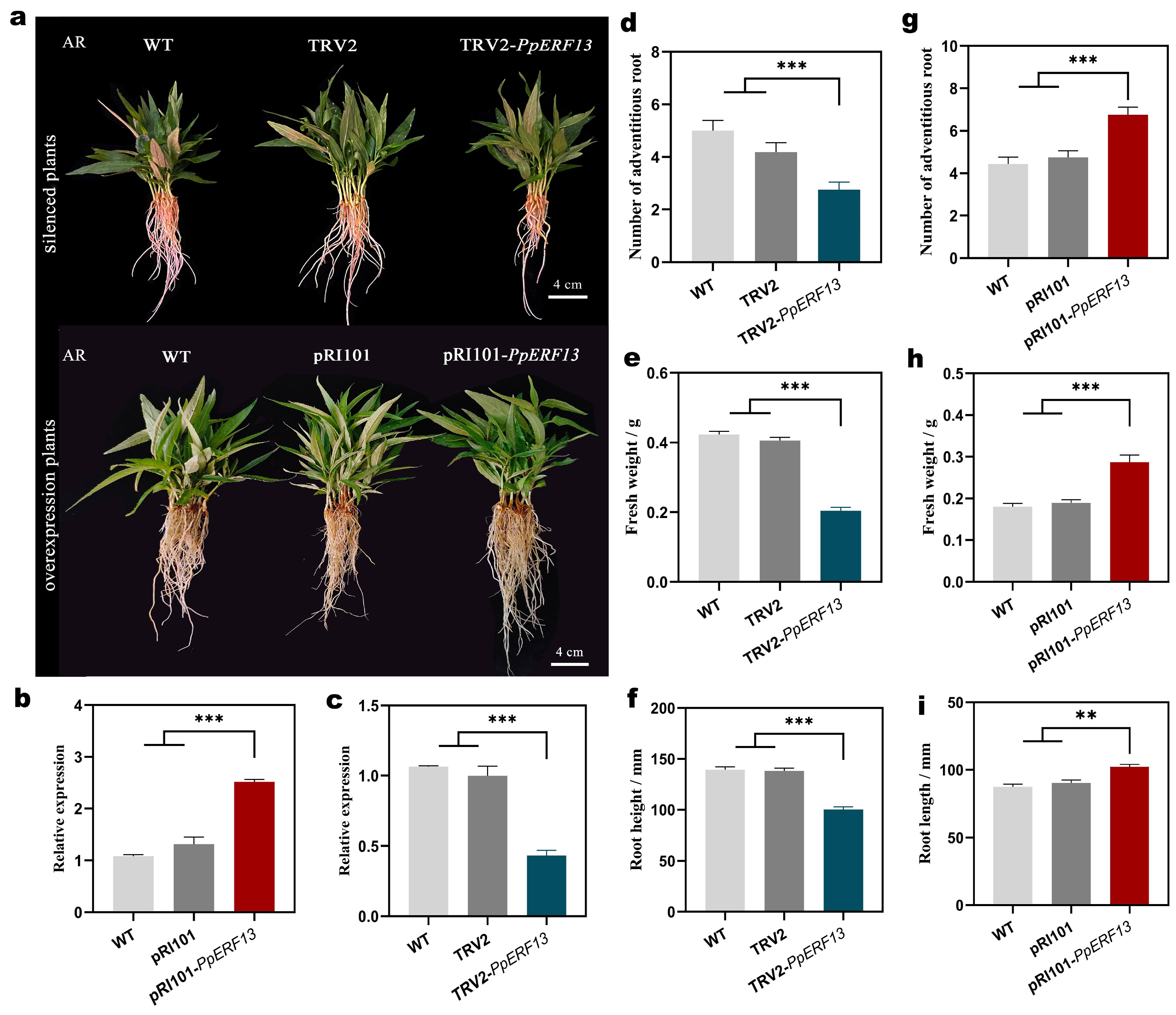 Excising Part of Primary Root Induces Adventitious Lateral Root (adLR ...