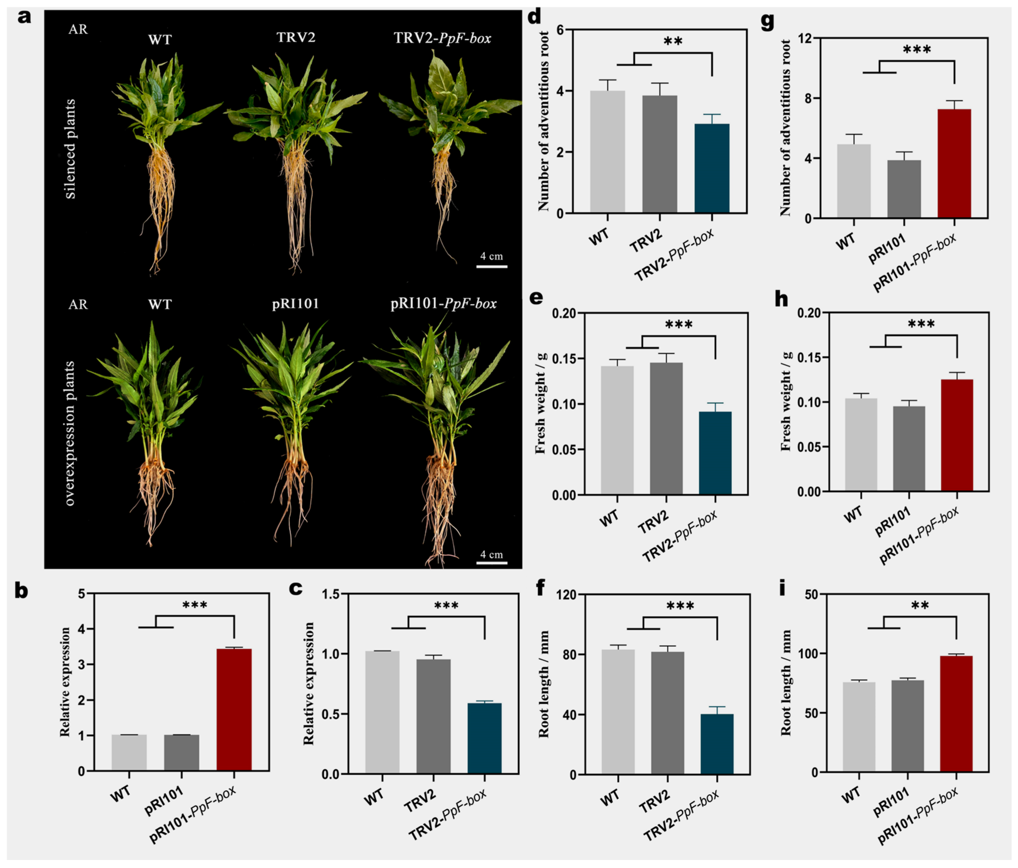 Excising Part of Primary Root Induces Adventitious Lateral Root (adLR ...
