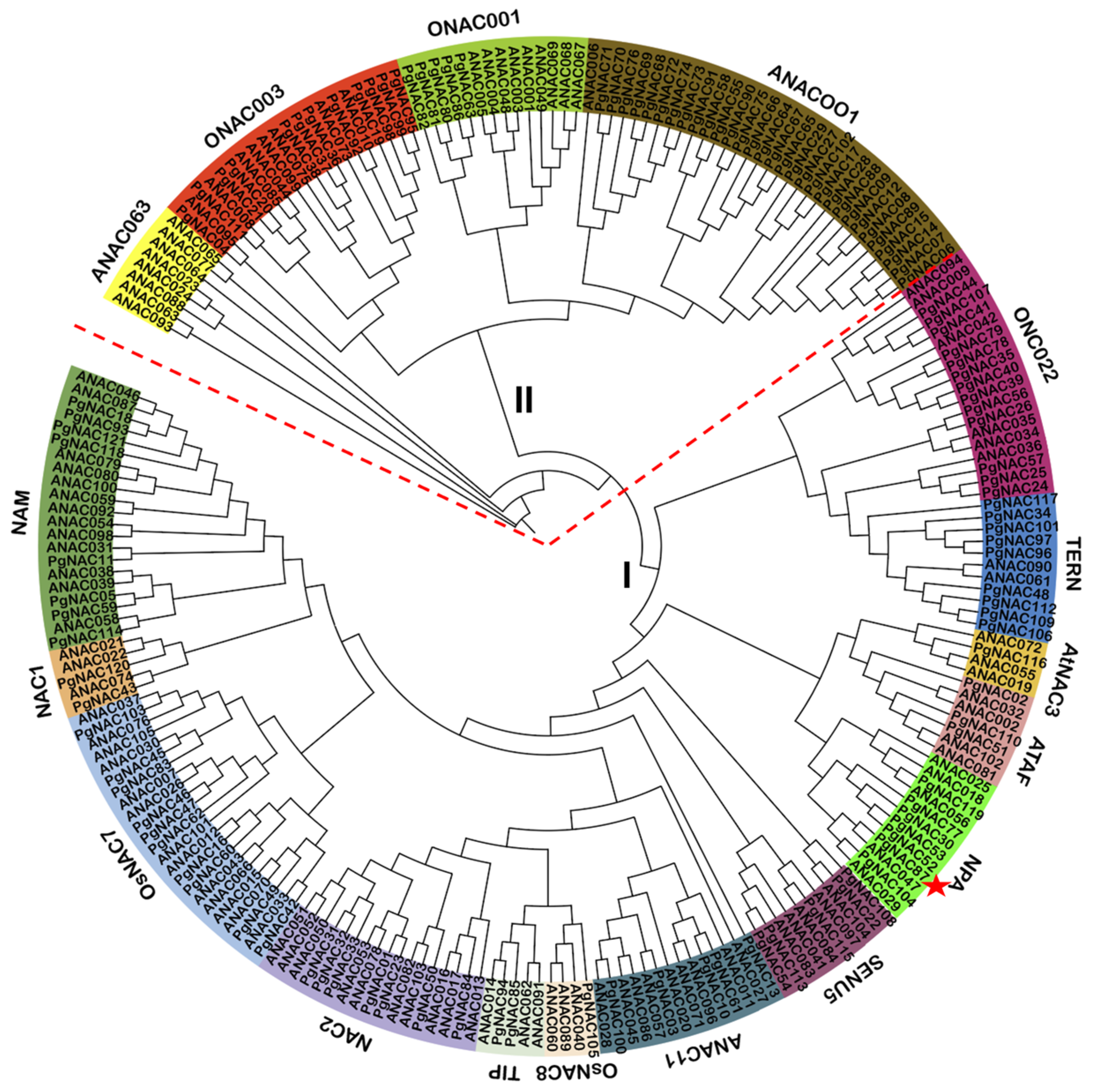Genome-Wide Identification of the NAC Gene Family in Punica granatum L ...
