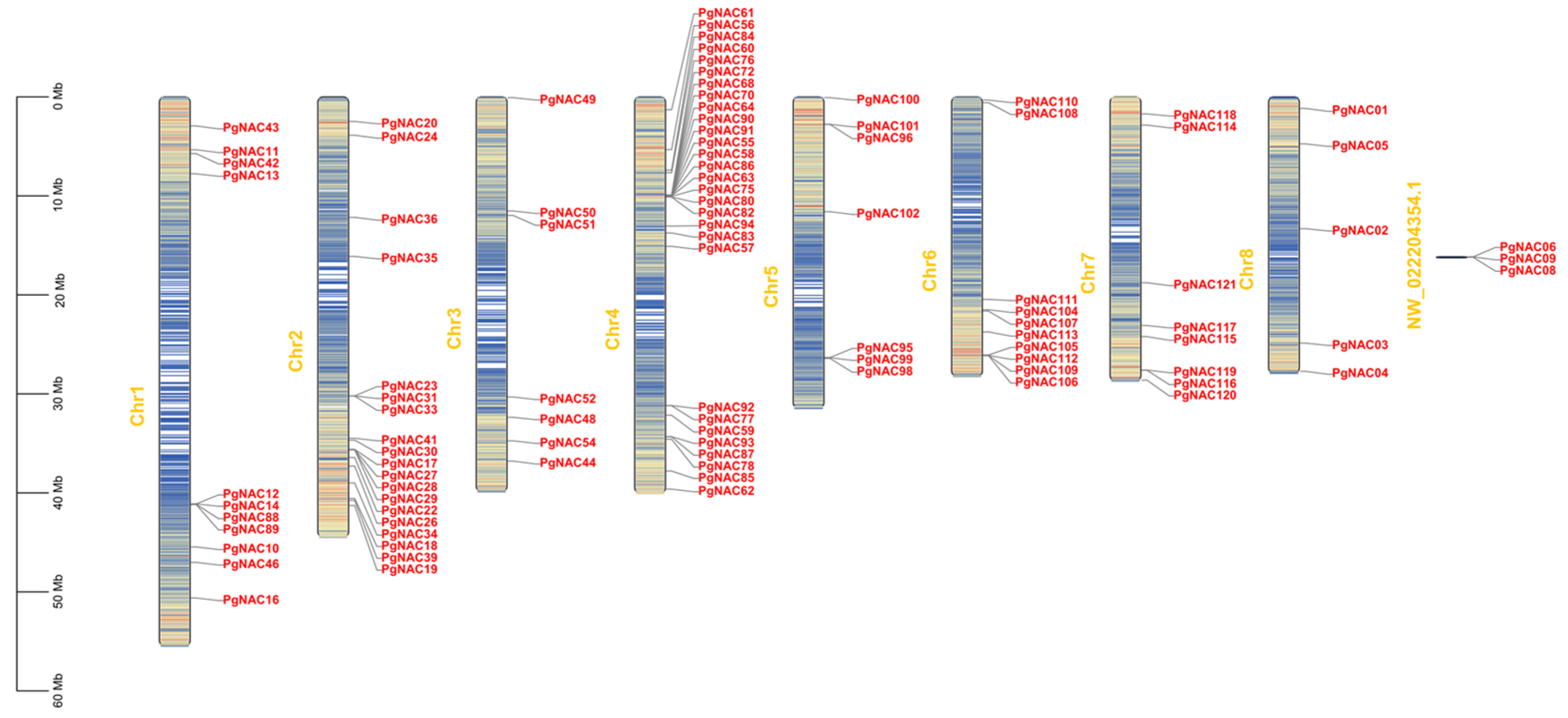 Genome-Wide Identification of the NAC Gene Family in Punica granatum L ...