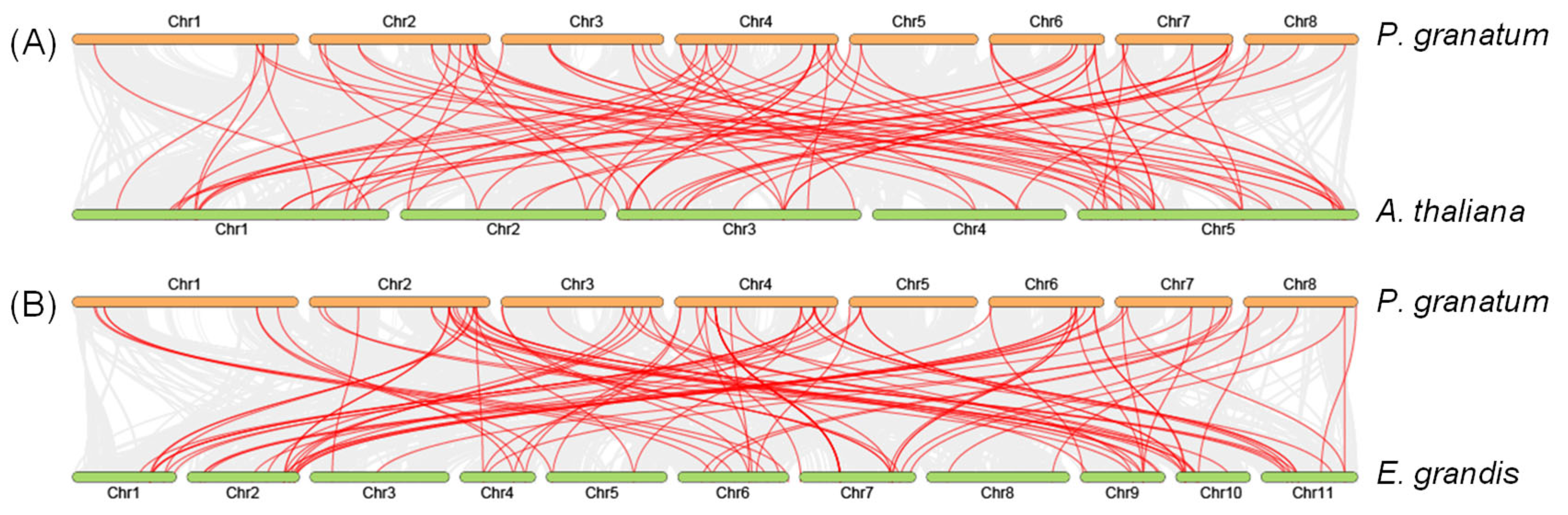 Genome-Wide Identification of the NAC Gene Family in Punica granatum L ...