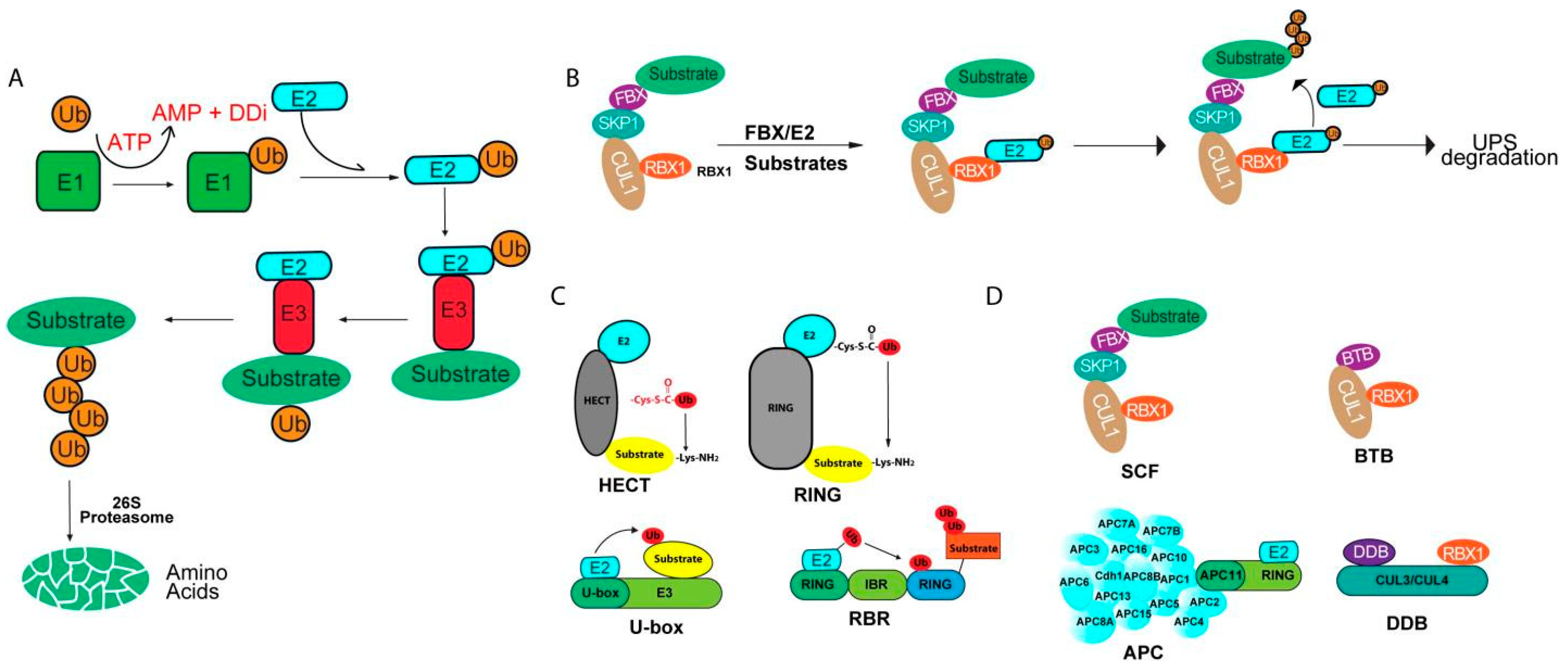 Selective Proteolysis by F-Box Proteins Shapes Plant Development ...