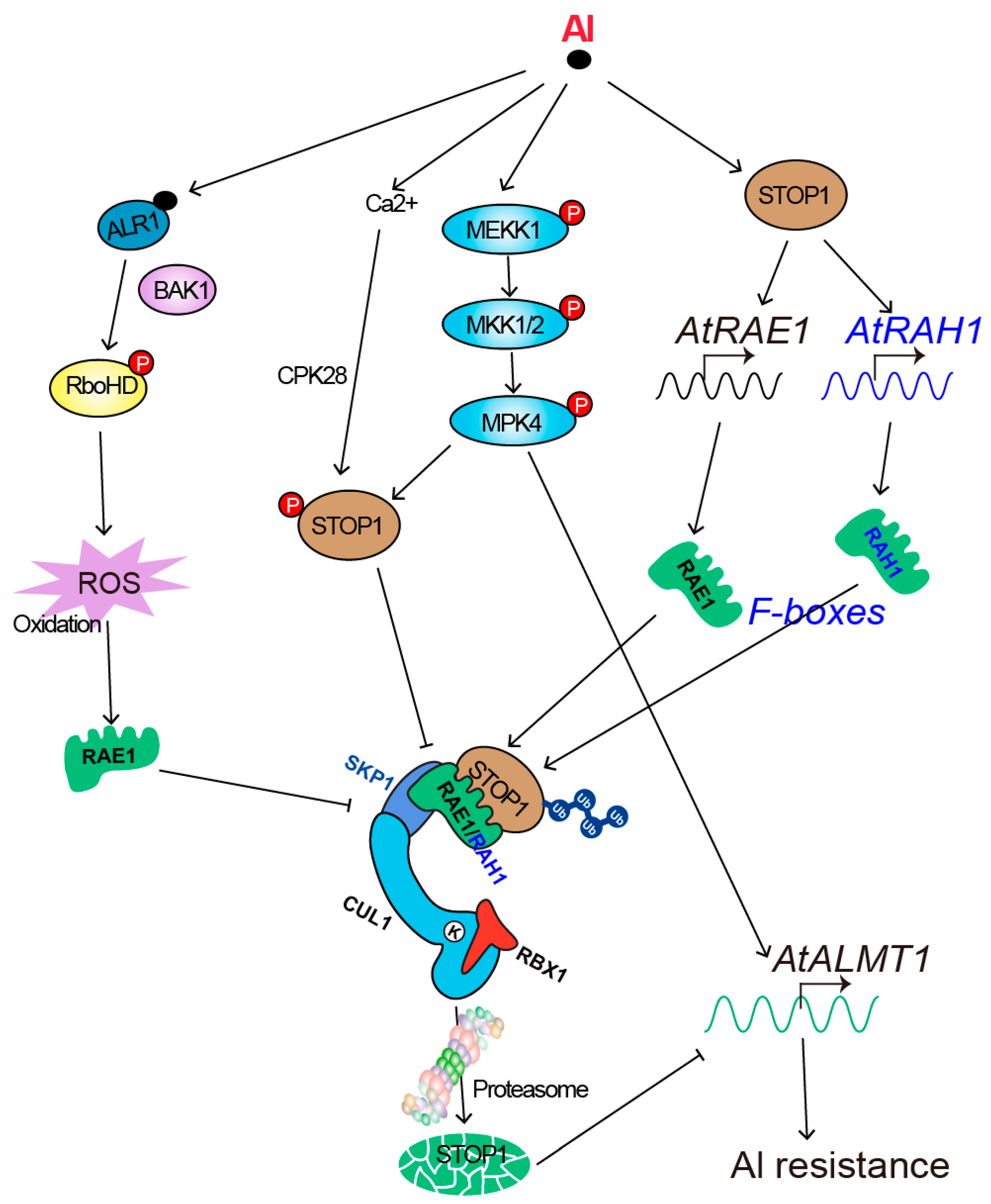 Boxed Pdf Selective Proteolysis by F-Box Proteins Shapes Plant Development ...