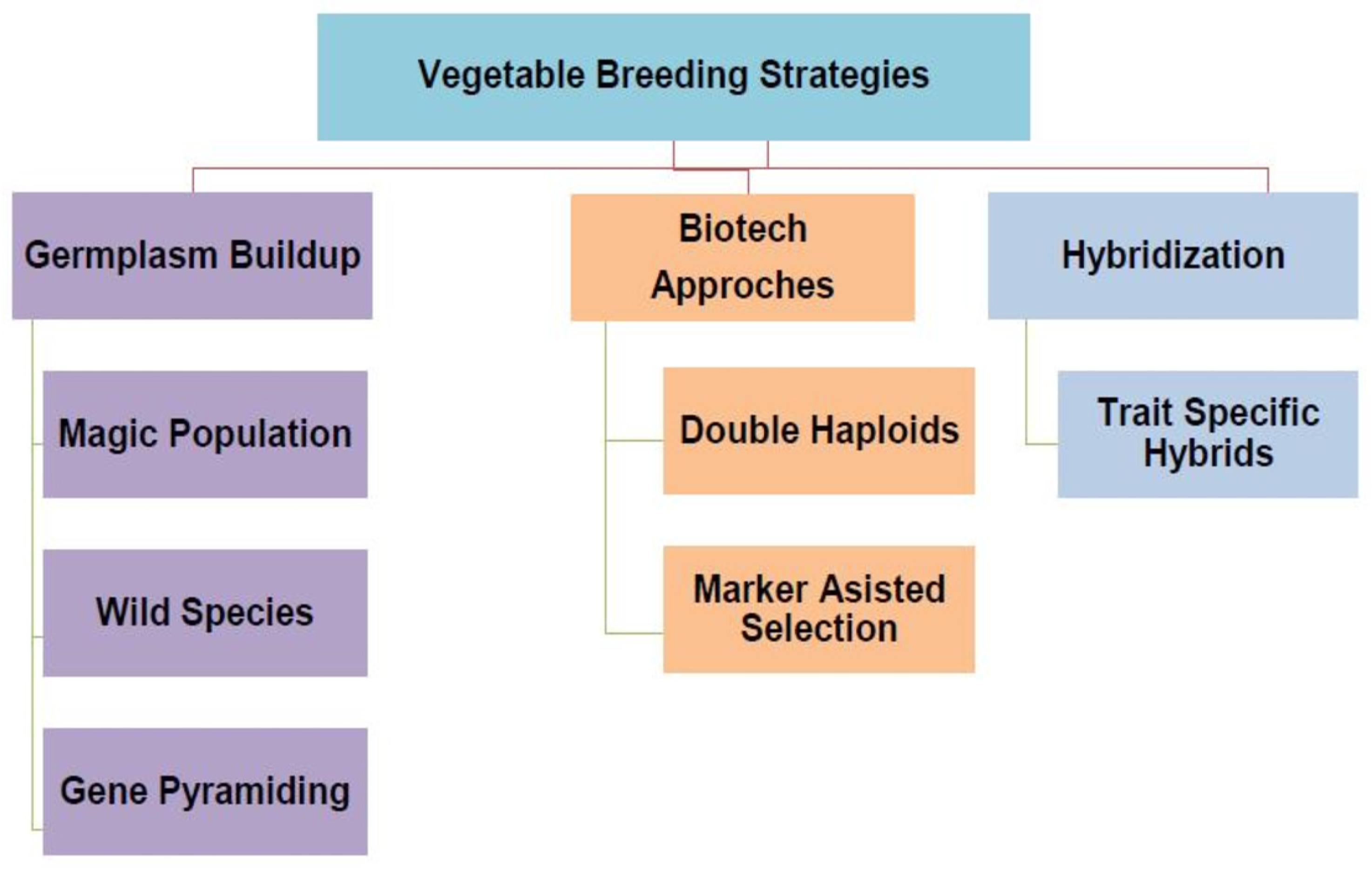 Multiplication Breeding Integrating Hybrid and Molecular Breeding as Approaches in Vegetable ...
